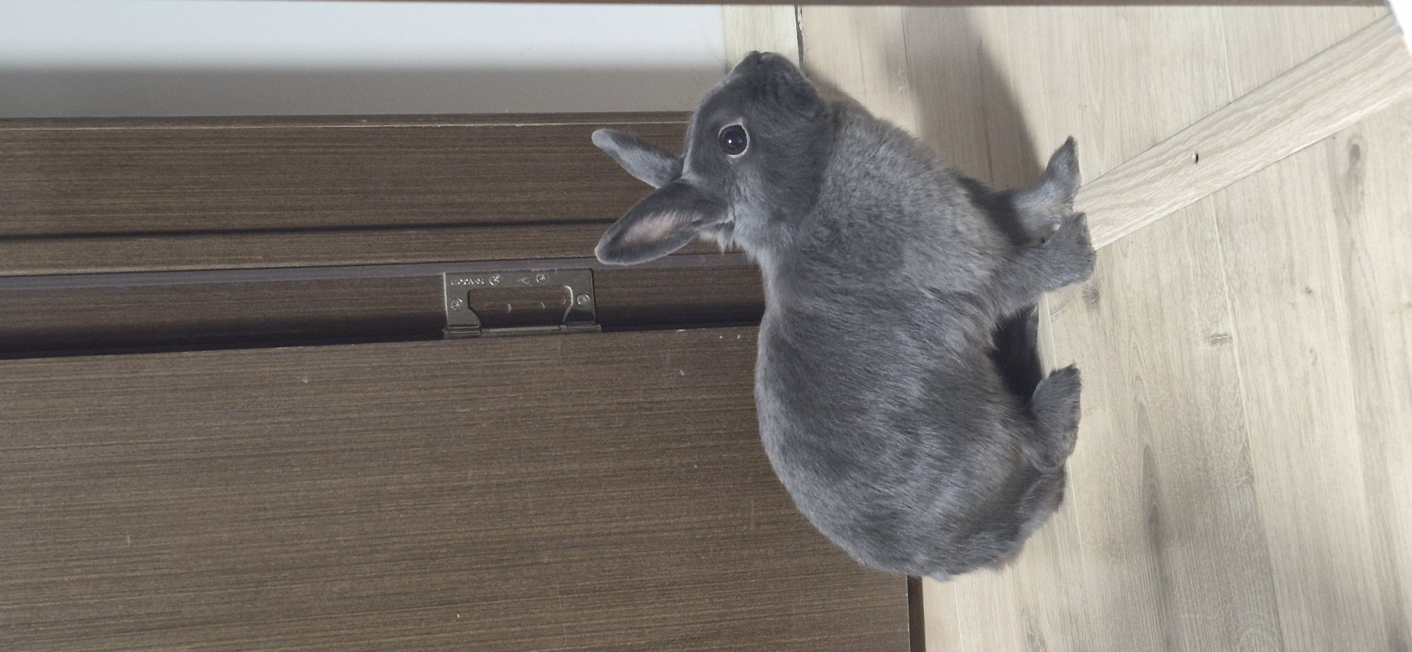 A gray rabbit is sitting on a light-colored wooden floor, facing right. The rabbit has large, dark eyes and long ears that are perked up. Behind the rabbit, a dark brown wooden door is visible, with a metal hinge on its edge. The door appears to be slightly ajar, revealing a sliver of white wall to the right. The lighting in the scene is soft, casting a gentle shadow from the rabbit onto the floor. The overall impression is one of a quiet, domestic setting.