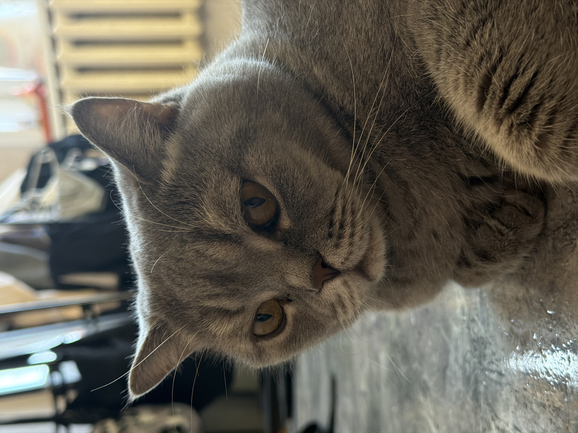A close-up, angled view depicts a grey cat with golden eyes. The cat's head and upper body occupy most of the frame, resting on a smooth, grey surface. The background reveals glimpses of a bright room, with a radiator visible behind the cat. The location is likely indoors, but there are no discernible features to confirm the city of Perm, Russia. No people or interactions are visible.