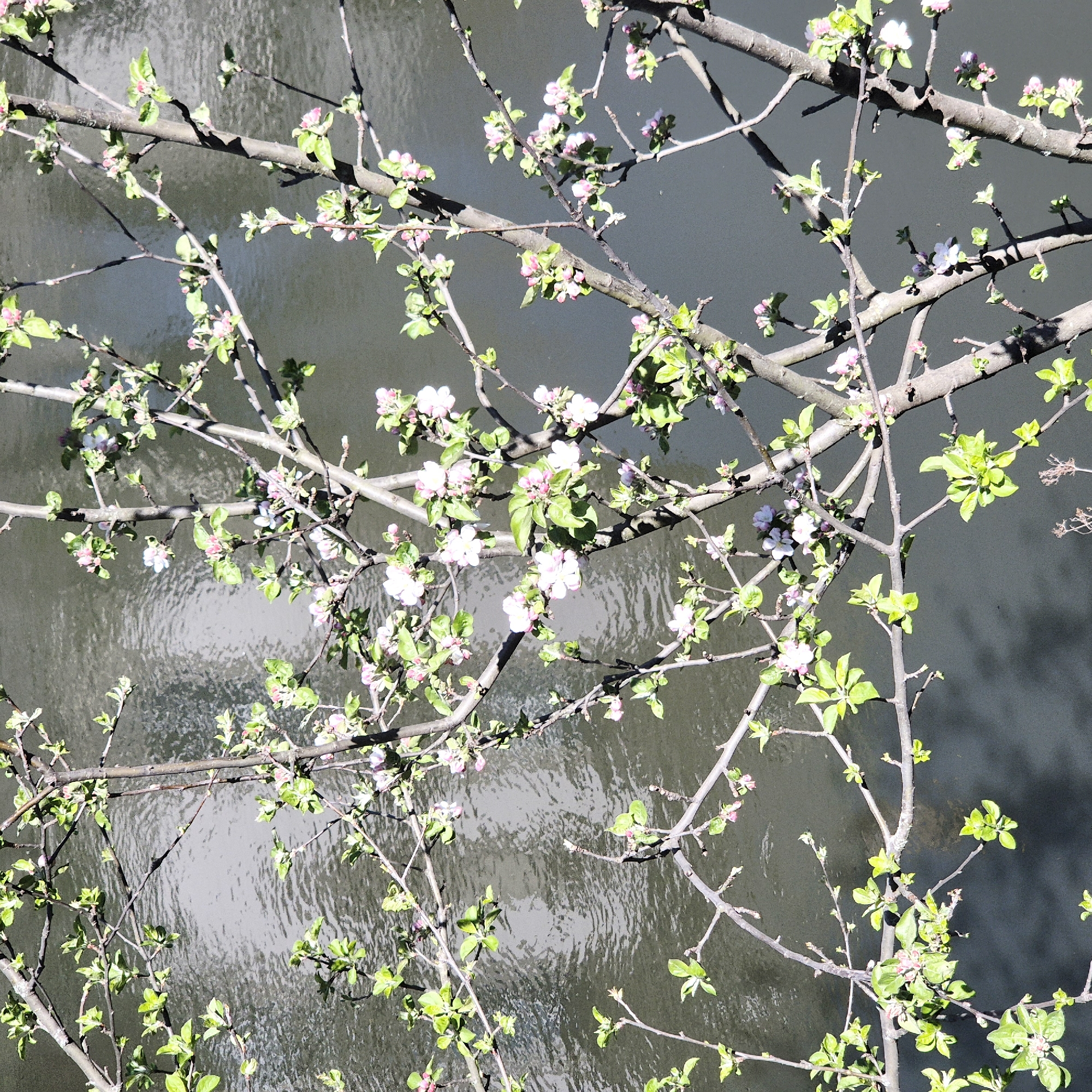 The image captures flowering branches of a tree in front of a body of water. The branches are light brown and speckled with green leaves and small white flowers. The body of water is gray, reflecting light in a way that suggests movement or ripples on the surface. The scene evokes a sense of springtime. Without further information or context, it is impossible to verify if the image was taken in Strasbourg, France, or to add additional specifics about people, subjects, objects, or interactions.