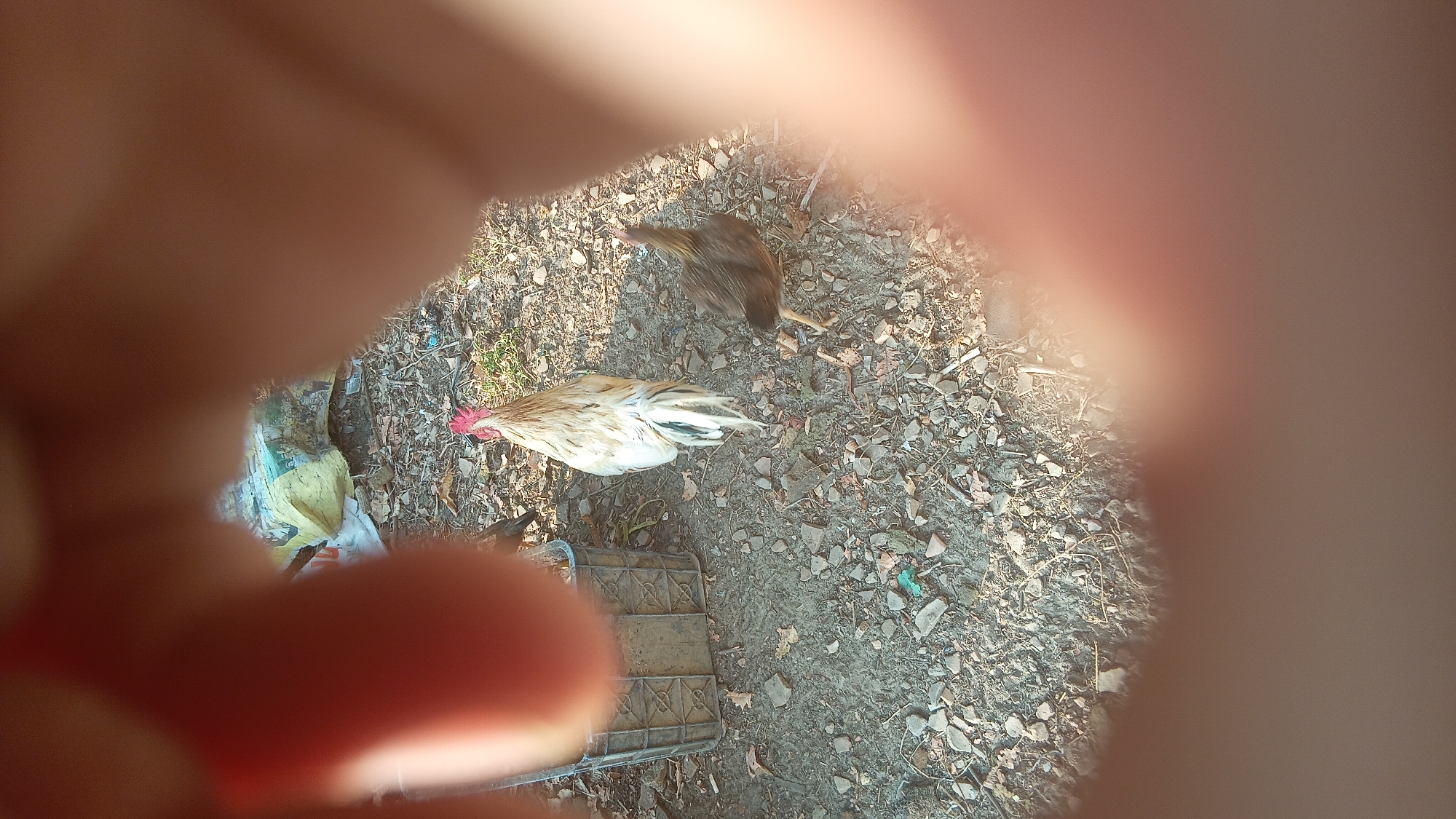 The image depicts a scene outdoors, possibly in a rural or semi-urban setting within the city of Prabumulih, Indonesia. The ground is covered with dirt, small stones, and dried leaves, suggesting an unpaved area. In the center of the frame, a white rooster with a red comb stands facing away from the camera. To its right and slightly behind, a brown hen is visible, also facing away. To the left of the rooster, a grey plastic crate with a woven pattern is partially obscured. In the background, a crumpled yellow and white bag is visible amongst some debris. The foreground is heavily blurred by what appears to be fingers or hands, obscuring a significant portion of the lower and upper parts of the image. Sunlight casts shadows on the ground, indicating it is daytime. The overall impression is of a candid snapshot taken in a domestic or agricultural environment.