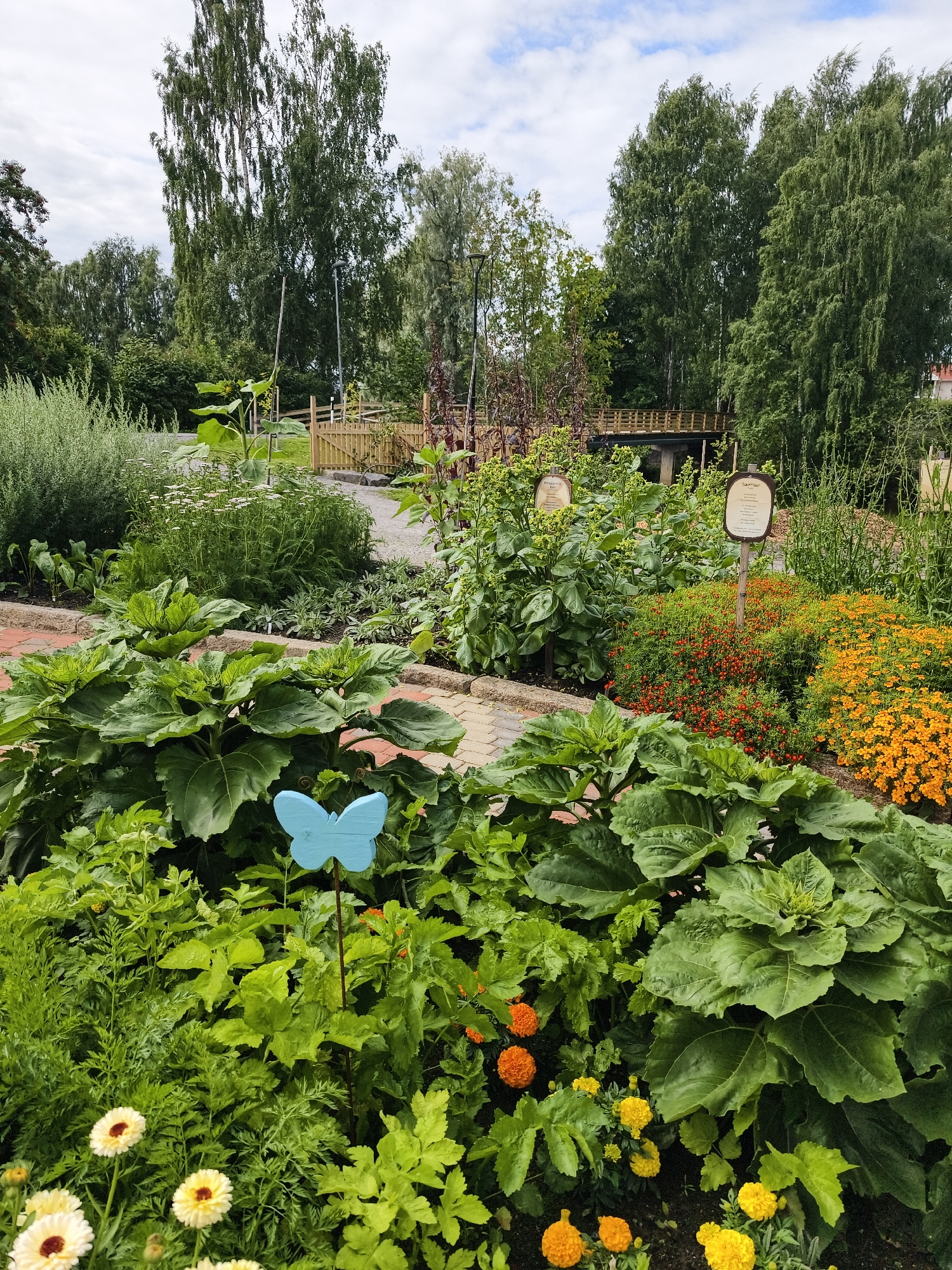 A public garden, likely a botanical garden or community garden, is depicted on a cloudy day. The foreground is dominated by lush green plants, including large-leafed sunflowers. Interspersed with the greenery are clusters of orange and yellow marigolds and white daisies. A bright blue butterfly decoration is visible on a stick in the lower left portion of the image.
A path made of brick pavers winds through the garden, bordered by low stone walls. Beyond the immediate planting beds, a variety of other plants are visible, including what appear to be herbs, leafy vegetables, and flowering plants with red and orange blooms. Two informational signs on wooden stakes are placed amongst the plants.
In the background, a wooden bridge spans a small body of water or ditch. A fence made of wooden posts and planks is also visible. The garden is surrounded by a dense stand of tall trees, primarily birch and conifer varieties, with a few buildings or structures peeking through the foliage in the distance. The sky is overcast with some patches of white cloud.