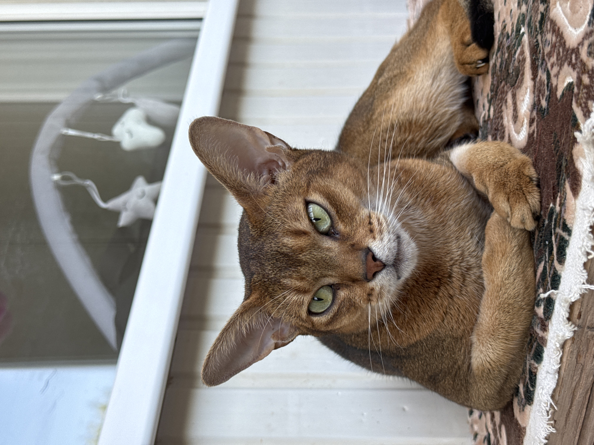 A close-up, eye-level, outdoor shot shows a reddish-brown Abyssinian cat lying down with its front paws crossed. The cat has large, erect ears, striking green eyes, and a calm expression. It is resting on a patterned blanket. In the background, a white windowsill is visible, with reflections of the sky and a gray baby mobile with white stars hanging above it. The wall behind the windowsill appears to be made of white siding. The scene is likely an exterior balcony or porch of a residential building. The location of Noviy, Russia is not depicted in this image.