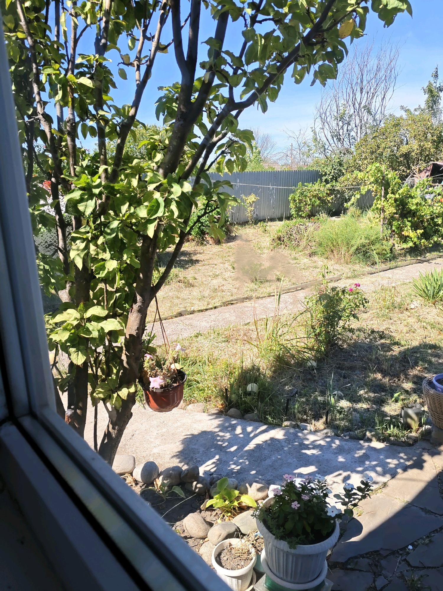 This is an outdoor scene in Rostov-on-Don, Russia, viewed from inside a building through a window. The foreground shows the window frame. In the midground, a tree with green leaves is visible, with a brown pot hanging from one of its branches. The pot contains a wilting pink flower. A concrete path runs through the yard, bordered by dry grass and some vegetation. Further back, a metal fence separates the yard from adjacent properties. The sky is clear and blue. In the foreground, near the window, are several round stones and two potted plants. One pot contains a plant with pink and white flowers, and another smaller pot to its left contains dry soil. The overall impression is of a sunny, residential backyard.