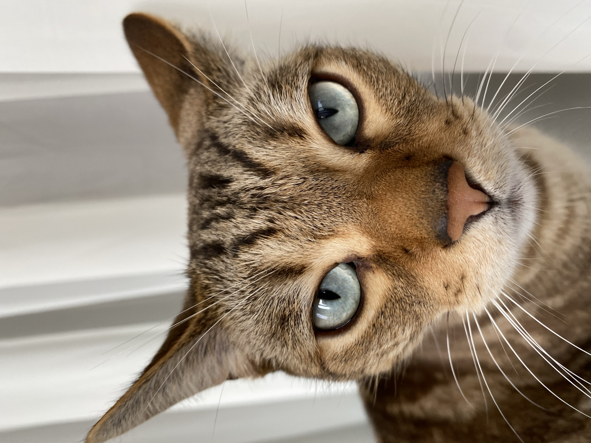 A close-up, eye-level, vertical shot focuses on the face of a tabby cat. The cat's fur is a mix of brown and black stripes with some lighter brown tones on its muzzle and cheeks. Its eyes are a striking blue-green color and are wide open, staring directly at the camera. Long, white whiskers fan out from its nose. The background consists of a white, possibly textured surface, with vertical shadows suggesting blinds or curtains. The cat's ears are pointed and alert. No specific location in Chaikovsky, Russia, can be determined from the image.