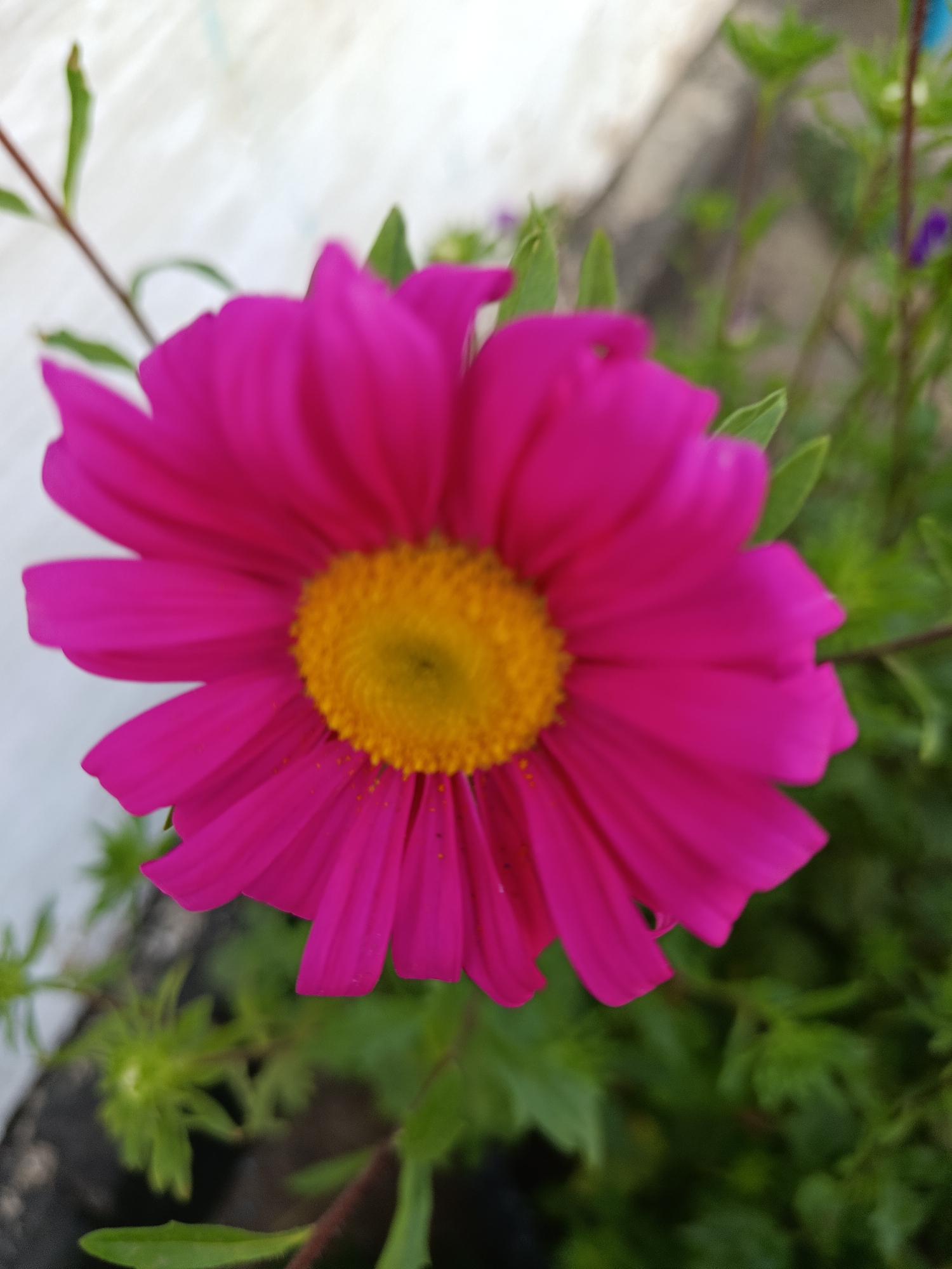 A close-up, head-on shot captures a vibrant, fuchsia-colored daisy with a bright yellow center. The flower's petals are long and slender, radiating outwards from the central disc. The background is softly blurred, showing hints of green foliage and a pale, textured surface, possibly a wall or fence. The overall impression is one of natural beauty, with the flower being the sole, sharp focus. The image appears to be taken outdoors, likely in a garden setting within the city of Kayalyk, Kazakhstan, given its context.