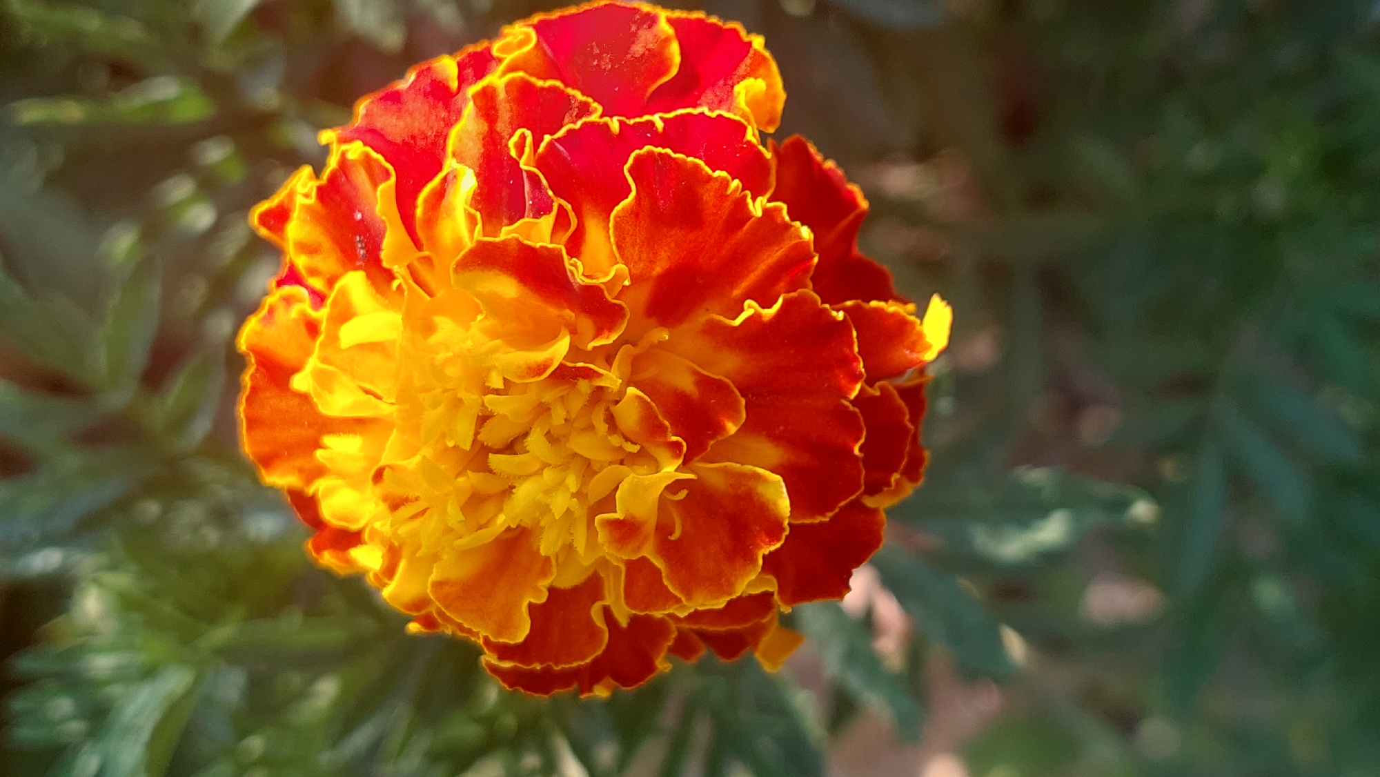 A close-up, vertical shot captures a vibrant marigold flower in bloom, its petals a striking gradient of deep red transitioning to bright yellow at the center. The edges of the petals are subtly scalloped and rimmed with a thin line of bright yellow. The flower is the primary subject, sharply in focus, while the background consists of soft, blurred green foliage, suggesting an outdoor garden setting. The lighting appears natural, highlighting the texture and color of the petals. The image was taken in the village of Kozarovychi, Ukraine.
