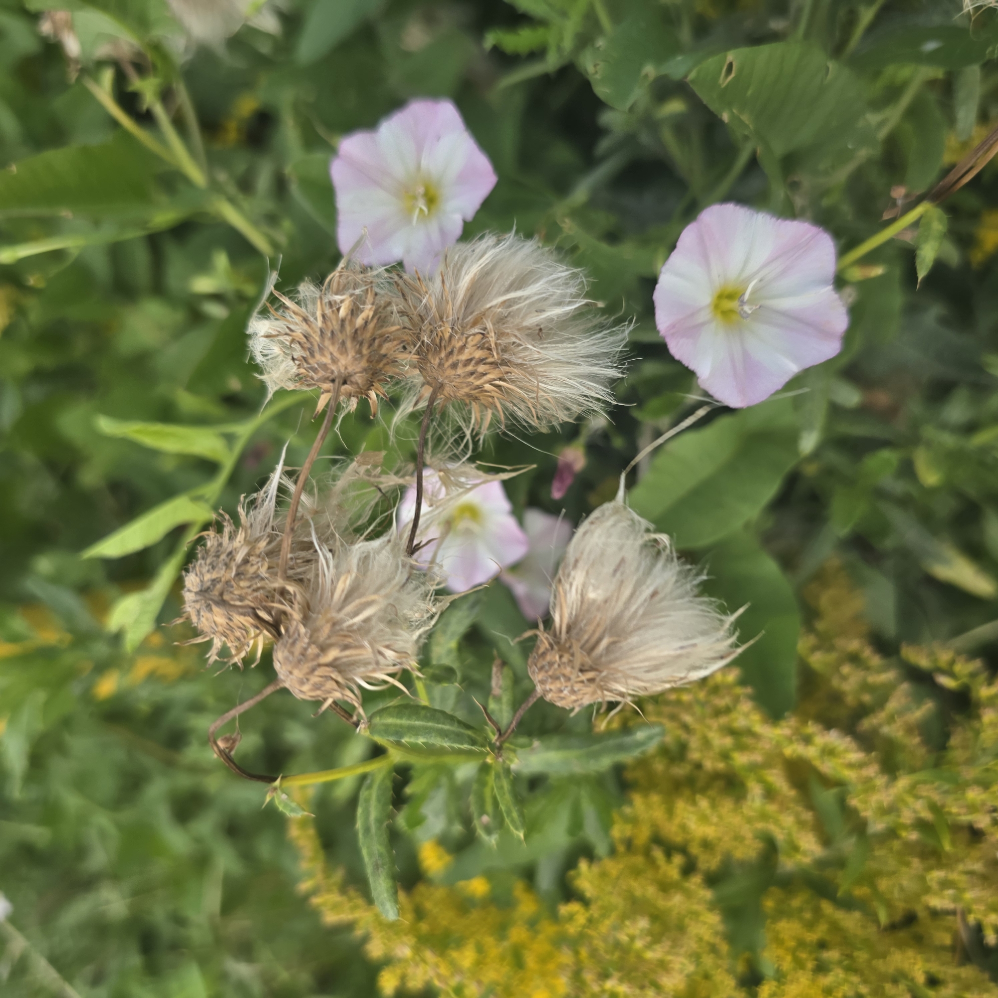 The image depicts a close-up view of several dried thistle seed heads with fluffy white filaments, intermingled with delicate pale pink and white bindweed flowers. The background consists of lush green foliage, interspersed with bright yellow clusters of small flowers, likely goldenrod. The scene is outdoors, with a natural, uncultivated appearance. There are no people or animals visible in the image. The setting suggests a natural or semi-wild area, possibly a meadow or roadside in the city of Belokurikha, Russia, known for its natural beauty and mountainous terrain. The lighting suggests it is daytime, with diffused light, possibly overcast.