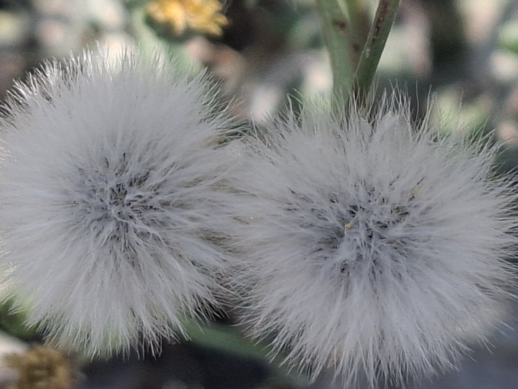 The image shows a close-up, blurred view of two fluffy, white seed heads of a plant, possibly dandelions. The seed heads are round and delicate, with many fine filaments extending outwards. The background is out of focus and appears to be a natural environment with hints of green foliage and some yellow elements. There are no people or man-made objects visible in the image. The scene is a close-up of plant life, likely outdoors. Without further information or context, it is impossible to determine the specific location within Almaty, Kazakhstan.