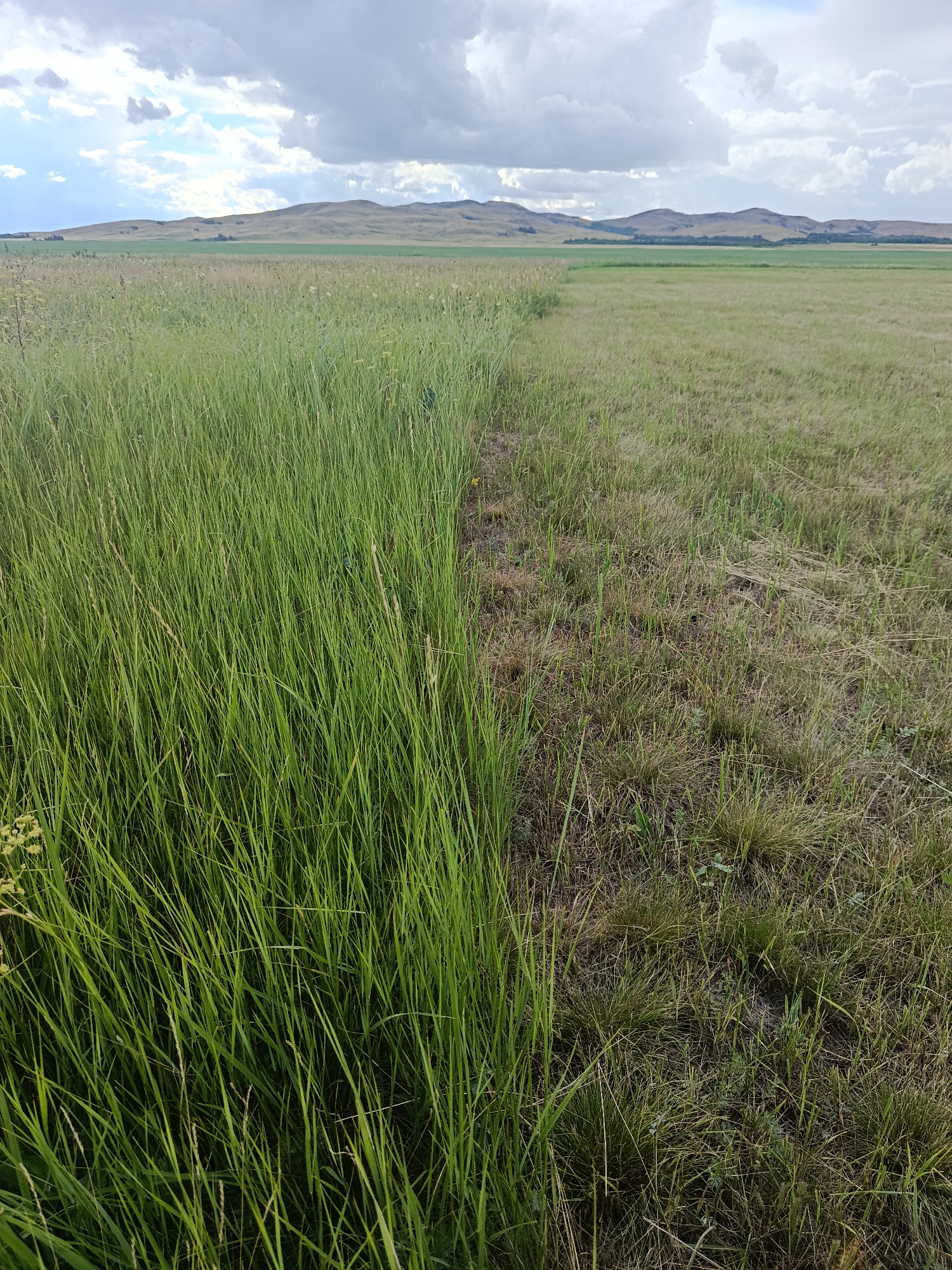 The image depicts an open, grassy field under a cloudy sky. The foreground is dominated by tall, lush green grass on the left side, sharply transitioning to shorter, drier, and browner grass on the right. In the background, rolling hills stretch across the horizon, some covered in dry vegetation and others with scattered trees. The sky is filled with a mix of dark, dramatic clouds and patches of lighter sky. The scene appears to be in a rural or natural landscape. There are no people or discernible man-made structures in the visible portion of the image. The location is identified as the city of Imeni Tel'mana Nomer Tretiy, Kazakhstan.