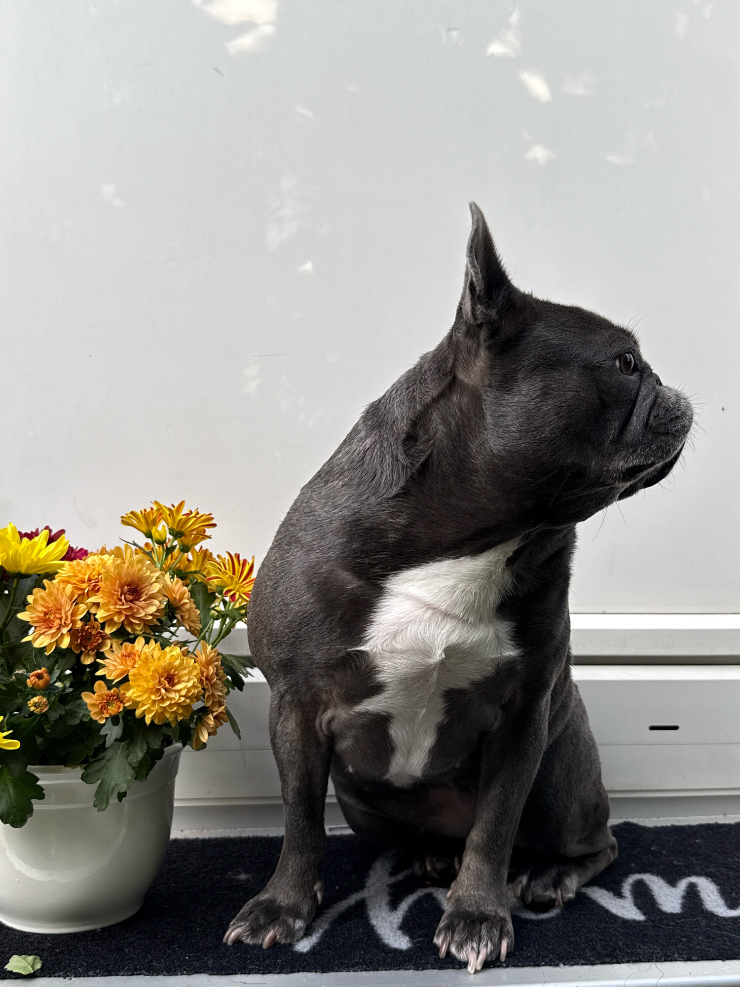 A dark-furred French Bulldog with a white chest marking is sitting on a black doormat with white lettering that appears to say "HOME." The dog is facing right in profile and looking away from the camera. To the left of the dog is a white ceramic pot filled with yellow and orange chrysanthemums. The background is a plain white wall or door, with faint shadows suggesting outdoor lighting. The scene appears to be an exterior residential entrance. This image was taken in Bad Sachsa, Germany.