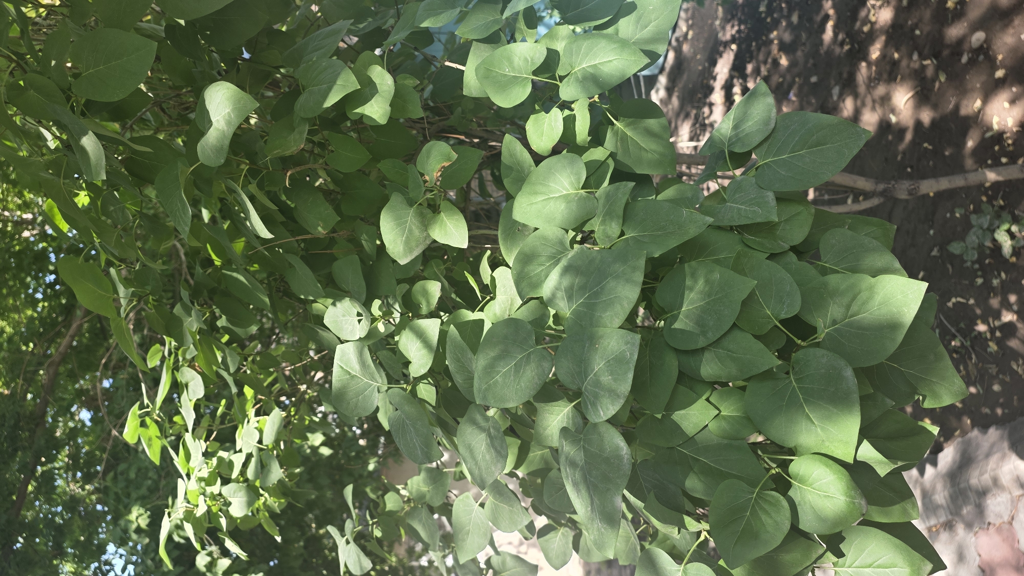 In Tokmok City, Kyrgyzstan, a close-up shot captures the dense foliage of a tree, likely a lilac due to the heart-shaped leaves and branching pattern. The leaves are a vibrant green, with some areas showing the dappled sunlight filtering through the canopy. The trunk of the tree is visible in the lower right portion of the frame, with its bark appearing textured and brown. The ground beneath the tree is covered in dry leaves and soil, with sparse green vegetation growing near the base. A hint of paving stones is visible in the lower left corner, suggesting a walkway or patio area nearby. The overall impression is one of lush, natural growth within an urban setting.