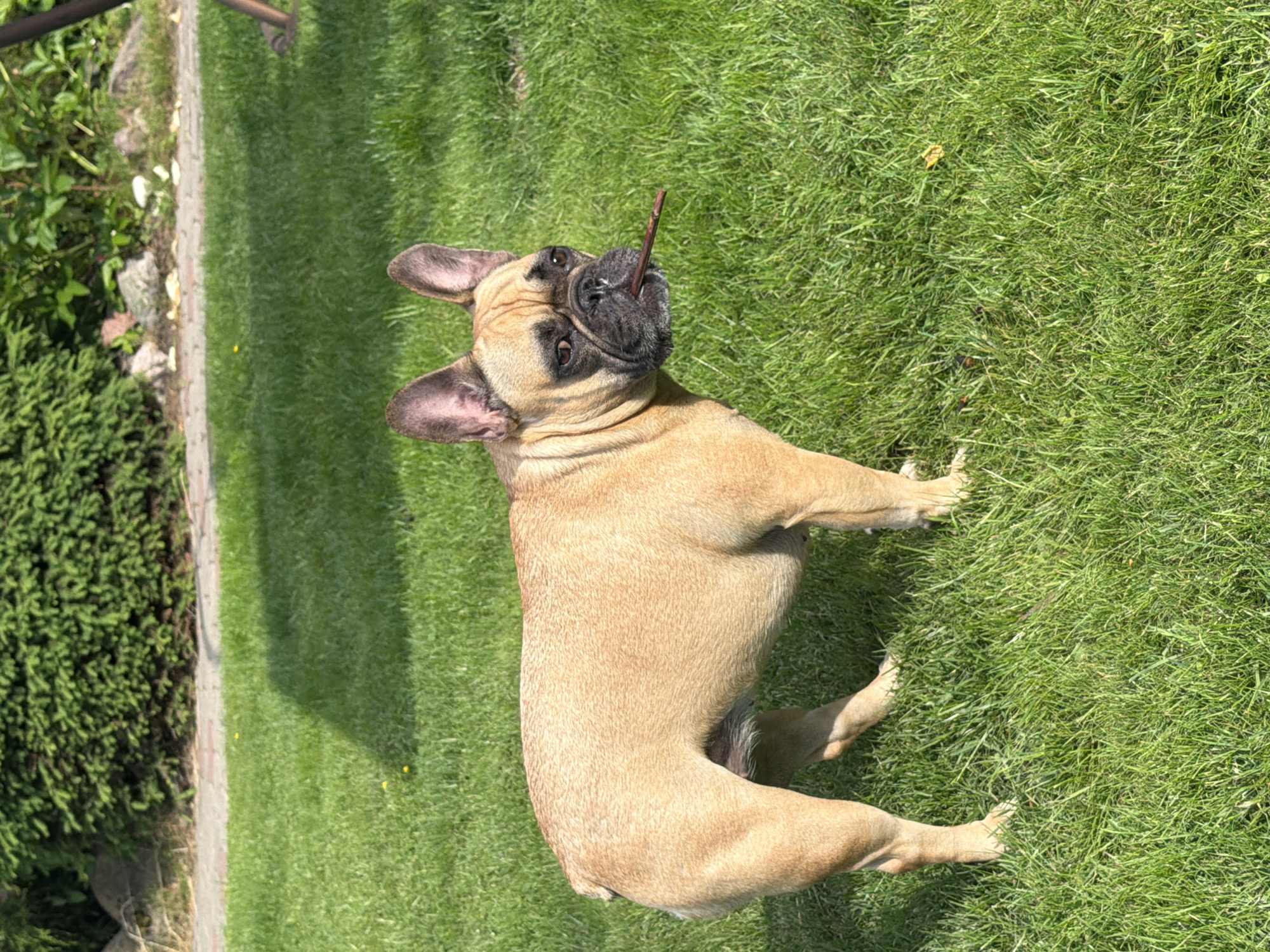 A tan French bulldog is standing on a lush green lawn, holding a thin twig in its mouth. The dog is facing right, with its head turned slightly towards the camera. The background shows a garden area with a cobblestone path, green bushes, and some scattered leaves and rocks. The lighting suggests a sunny day. The location is in Baloži, Latvia.