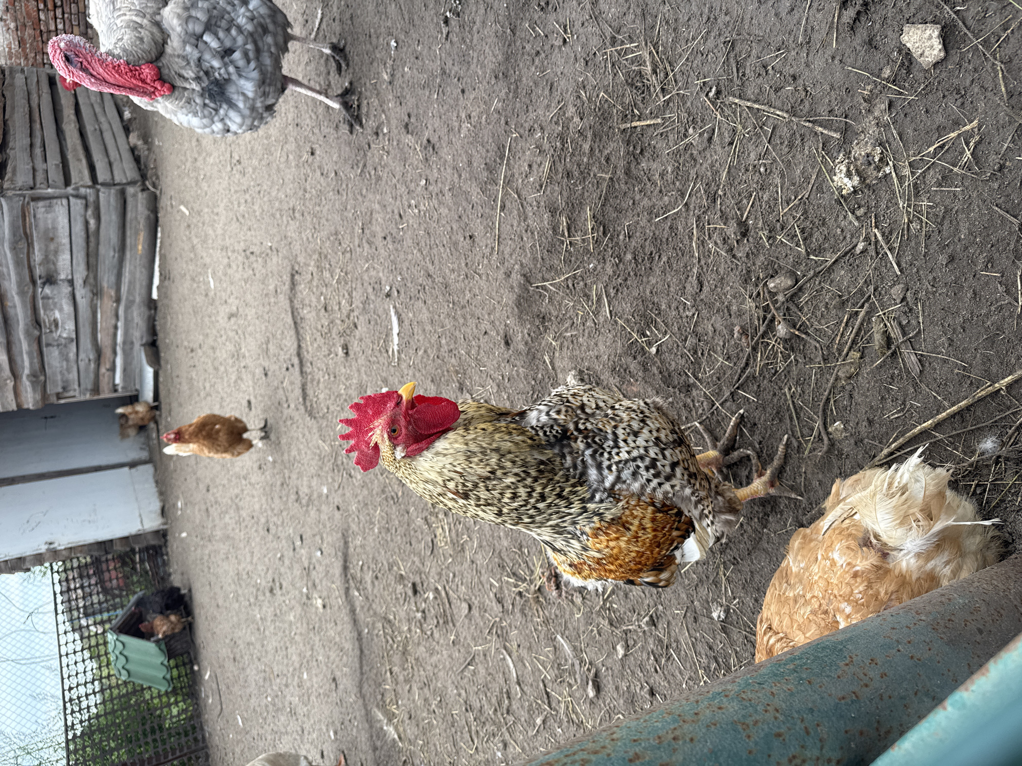 A rooster with colorful plumage, a bright red comb, and a yellow beak stands prominently in the foreground of a dirt enclosure. Behind the rooster, a turkey with gray and white feathers and a red wattle is visible. Several chickens, some brown and others black, are scattered throughout the background, with one brown chicken appearing to be resting or nesting. The environment includes a rustic wooden structure, a small green-roofed chicken coop, and a chain-link fence. The ground is composed of dark, loose soil with scattered straw and debris, suggesting a rural or farm setting. The scene is likely located in Yelyzavetivka, Ukraine, based on the provided context.