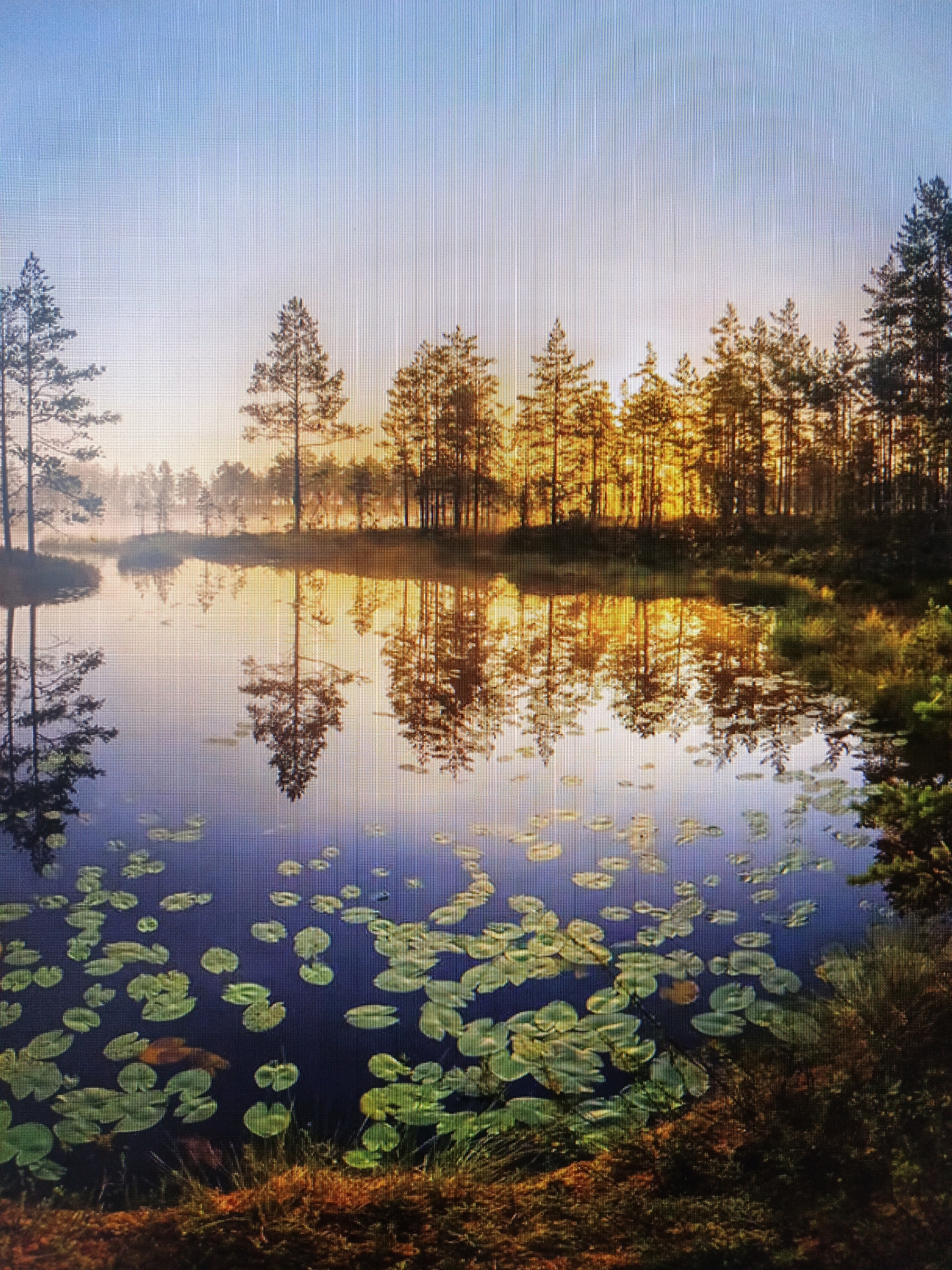 The image depicts a serene natural landscape, likely a bog or marsh, located in Vistino, Russia. The scene is bathed in the warm glow of a sunrise or sunset, with the sun’s rays filtering through a dense stand of coniferous trees that line the far bank of a calm body of water. The water’s surface acts as a mirror, reflecting the trees and the sky in a perfectly symmetrical display. Scattered across the water are numerous lily pads, their green surfaces adding pops of color to the tranquil scene. The foreground features dense, marshy vegetation, with dry grasses and darker, damp earth visible. The sky above transitions from a pale blue at the top to a soft orange and yellow near the horizon, indicating the time of day. There are no people or animals visible in the image, contributing to the overall sense of quiet solitude. The texture of the image suggests it may be a photograph of a screen, with visible pixelation.