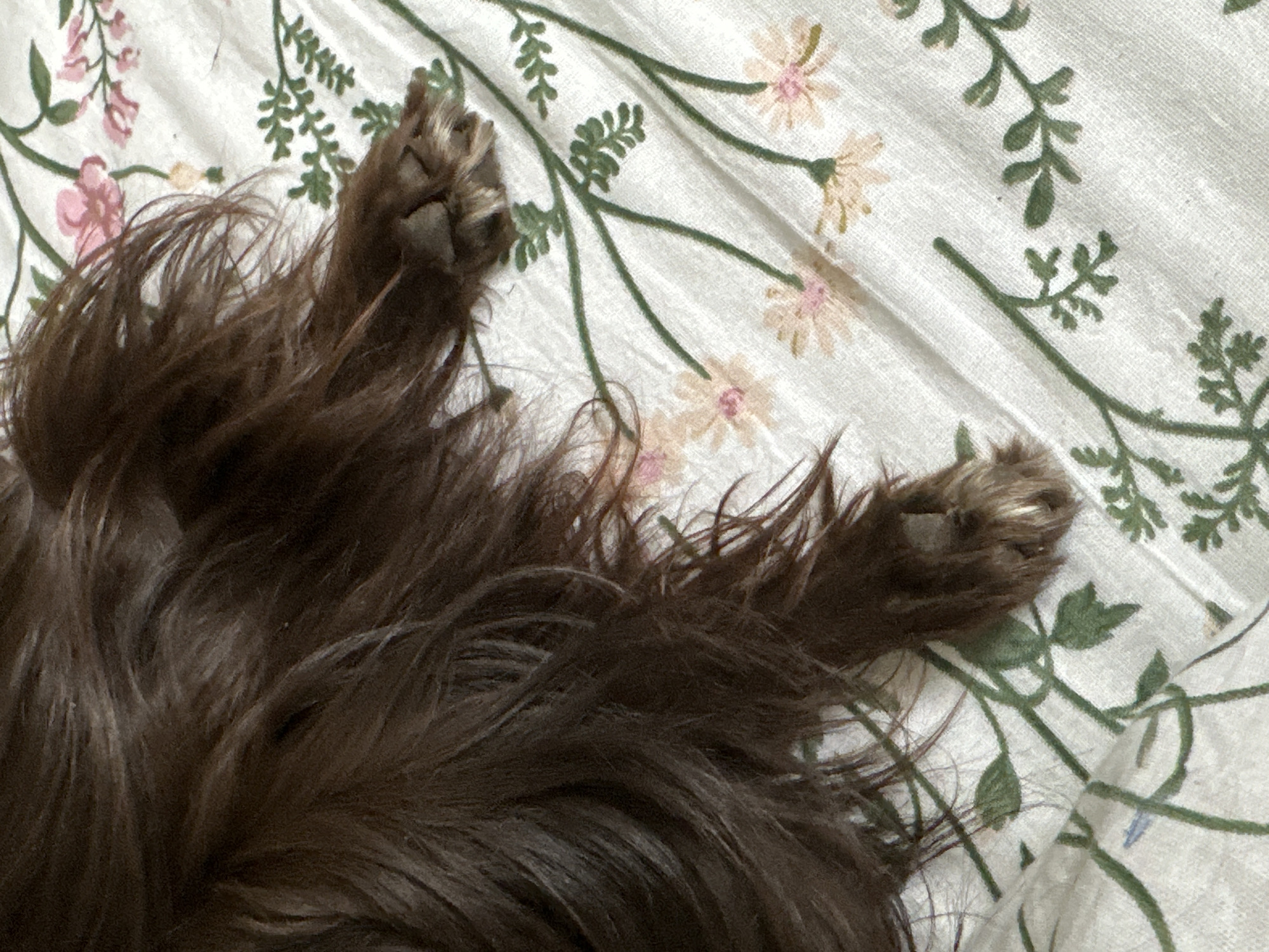 An overhead close-up shot captures a dark brown, long-haired dog resting on a patterned blanket. The dog's fluffy back and two paws are visible. One paw is positioned towards the upper center, displaying its dark paw pads, while the other is extended towards the lower right. The dog's thick, shaggy fur dominates the lower and central parts of the frame, showing various shades of dark brown.
The dog is lying on a light, off-white blanket or sheet, which features a delicate floral pattern. This pattern includes light pink and pale yellow flowers with green stems and leaves, creating a gentle, botanical motif. The lighting is soft and even, suggesting an indoor setting with diffused light. The dog appears to be in a relaxed state, possibly sleeping or resting comfortably. There is no visible text in the image. While the location context is given as Moscow, Russia, there are no specific visual cues within the image itself to confirm this.