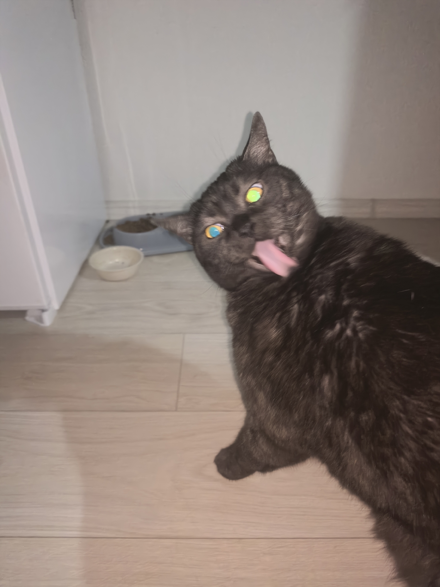 A dark-furred cat with striking, iridescent eyes is captured mid-lick in a playful pose. The cat's tongue, a vibrant pink, is extended outward. Its fur shows subtle tabby markings. In the background, a white appliance and a light-colored floor with wood-grain planks are visible. Two pet bowls, one gray and one white, sit near the appliance, with the gray bowl containing dry pet food. The scene appears to be indoors, possibly in a kitchen or utility area. There are no people or other animals present in the image. The lighting suggests an indoor setting, possibly with artificial light.