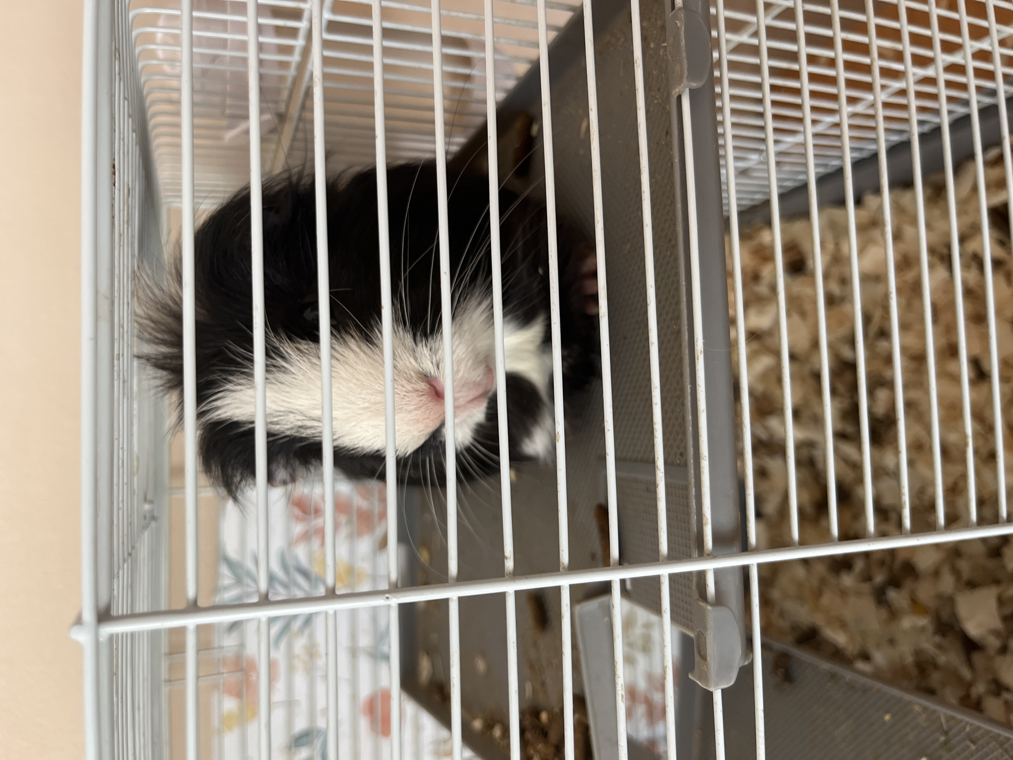 The image depicts a black and white guinea pig contained within a multi-level white wire cage, viewed at eye-level. The guinea pig has a distinctive white stripe running down its forehead and nose, contrasting with the black fur covering its head and body. Its small, pink nose and prominent white whiskers are clearly visible as it faces forward, peering through the horizontal cage bars. Small, pink-toned paws are visible on the grey plastic platform where the animal is situated.
The cage features white horizontal and vertical wire bars, with a light grey plastic base and an interior grey plastic shelf or platform on which the guinea pig rests. Scattered brown, pellet-like droppings and minimal food remnants are present on this upper platform. The lower section of the cage, partially visible, contains a layer of light-colored wood shavings or bedding. A grey plastic clip or latch is visible on the upper left side of the cage structure.
The background consists of an indoor setting with two distinct wall coverings. The upper portion of the background, behind the cage, shows a plain, light peach or beige colored wall. Below this, and to the left of the guinea pig, a floral patterned wallpaper or fabric is visible, featuring motifs of orange, red, and light green leaves and flowers. No people or specific geographical identifiers are visible in the scene.