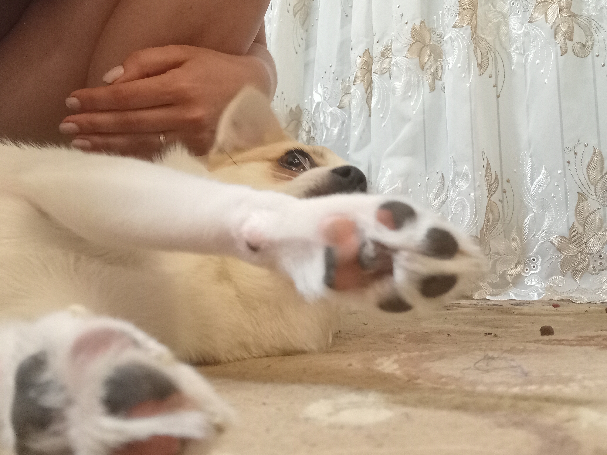 The image is a close-up shot of a dog lying on its back on a carpeted floor. The dog is light brown and white, with its paws in the air. A person's hands are visible in the upper left corner, resting on the dog. In the background, a white lace curtain with floral embroidery is partially visible. The scene appears to be indoors, likely in a residential setting. There is no specific information in the image to indicate the location in Chuhuiv, Ukraine.