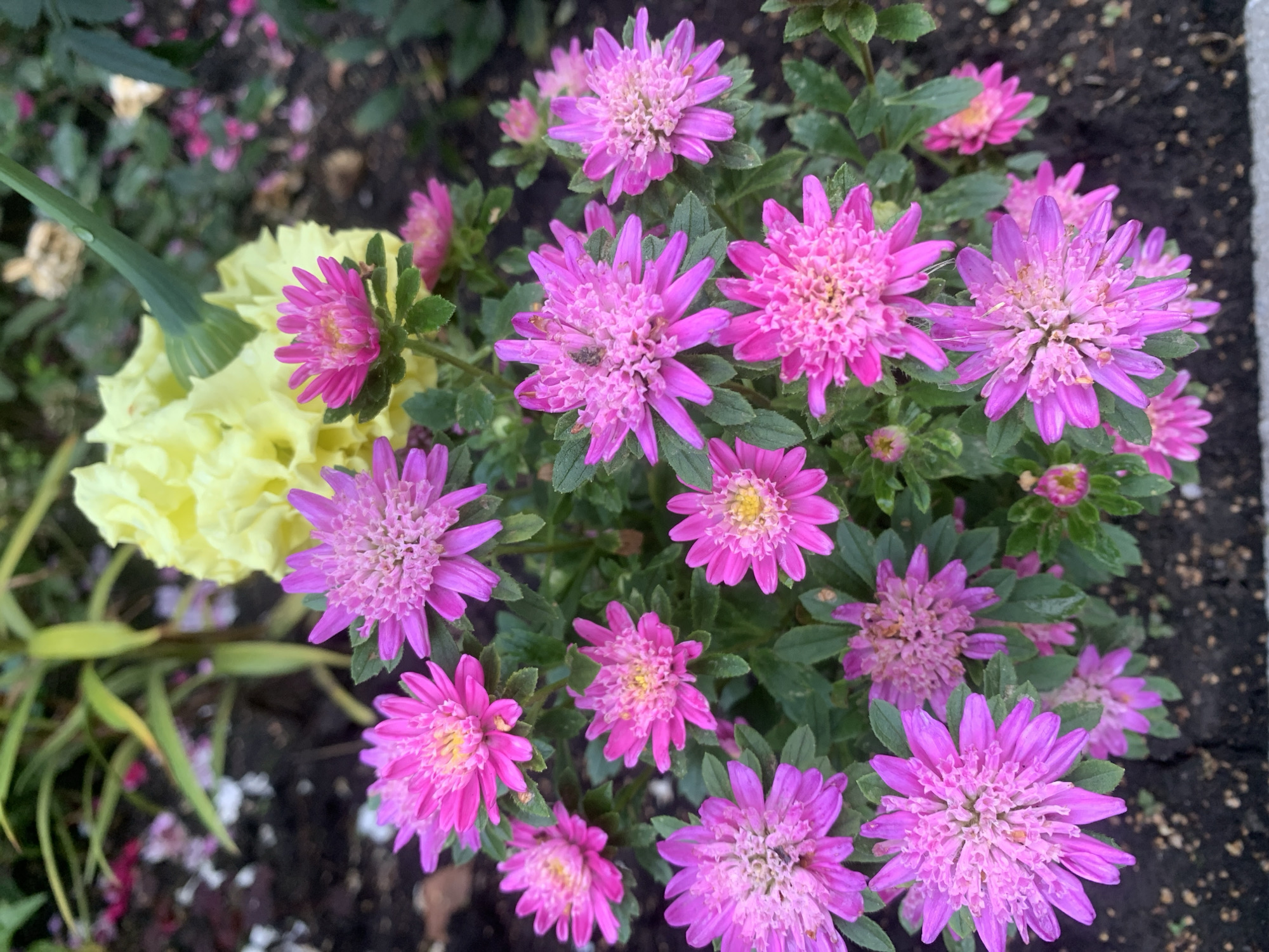 This is a close-up, eye-level, vertical shot of a cluster of pink aster flowers in a garden. The flowers have multiple layers of delicate petals, and some have yellow centers. There is a blurred background of green foliage and yellow flowers, suggesting a garden setting. The ground in the foreground is dark soil. The lighting is natural, and the focus is on the aster flowers. There are no people or animals visible in the image. The image does not provide any specific information about its location in Prokopyevsk, Russia.