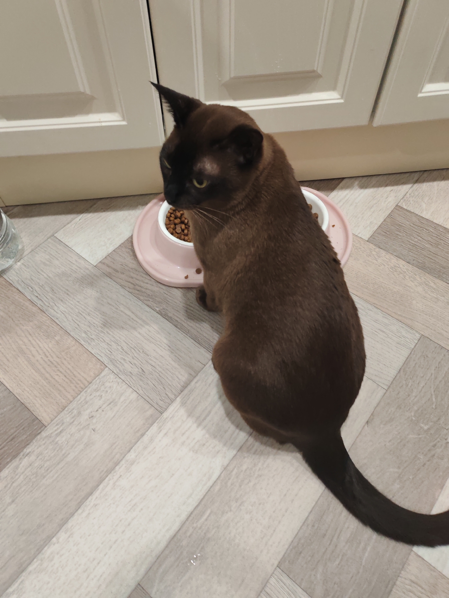 A dark brown cat is seated on a floor near a light pink food bowl filled with kibble. The cat is facing left, away from the camera, with its head turned to look down at the food. The floor is covered with light-colored laminate flooring arranged in a diagonal herringbone pattern. Behind the cat and food bowl are white kitchen cabinets. To the left of the food bowl, a glass jar with a silvery lid is partially visible. The scene appears to be indoors, likely in a kitchen or dining area. The location is specified as Teshevichi, Russia.