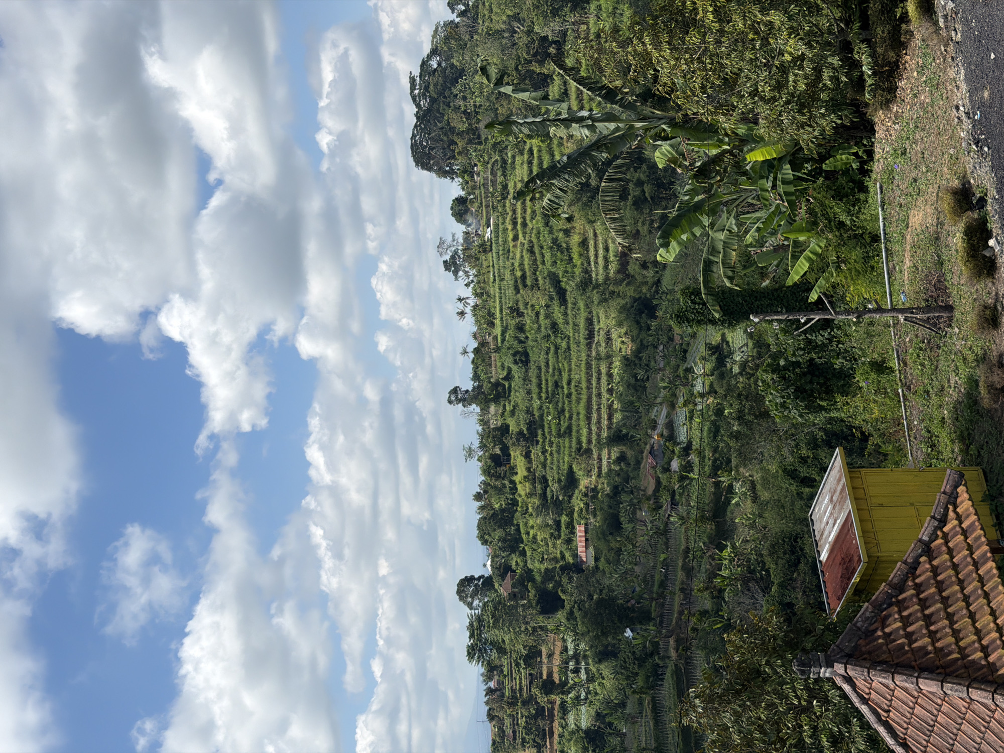 The image captures a scenic view of terraced rice paddies and lush green vegetation on a hillside, indicative of the rural landscape surrounding Baturiti, Indonesia. The sky above is a vibrant blue, dotted with fluffy white cumulus clouds. In the foreground, a traditional tiled roof structure with a partial red and white corrugated metal roof is visible on the left, adjacent to a small, bright yellow shed with a similar metal roof. The terraced fields, characteristic of the region's agricultural practices, extend across the middle ground, interspersed with trees and some scattered dwellings with red-tiled roofs. A large banana tree with broad leaves stands prominently in the right-middle ground. The scene suggests a tranquil, rural environment with active agriculture and a moderate presence of human habitation.