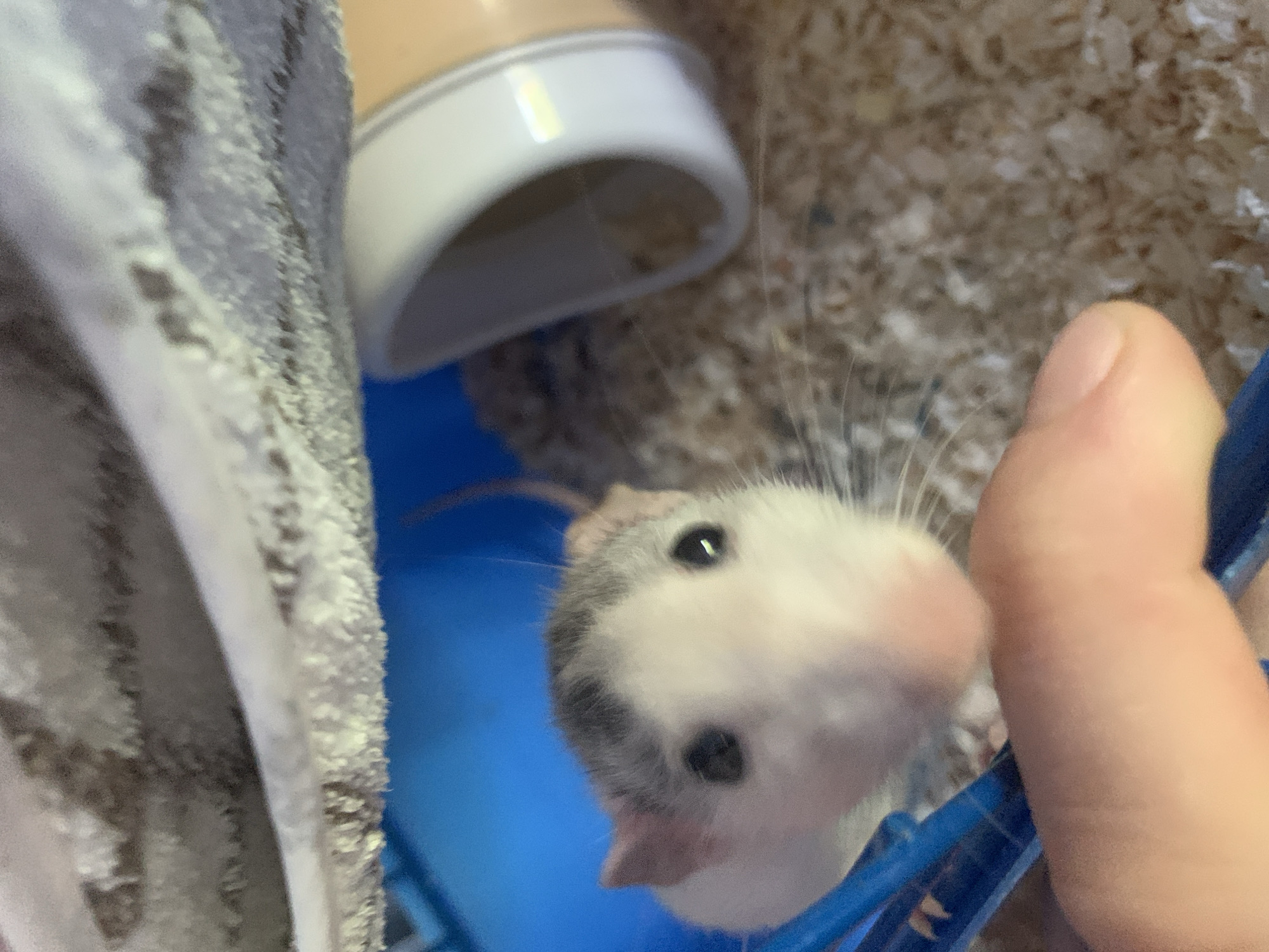 A close-up shot captures a white and grey rat looking directly at the camera. The rat's head and upper body are in focus, with its pink nose, dark eyes, and whiskers clearly visible. The rat appears to be reaching towards the camera with its head tilted slightly. A human finger, belonging to the photographer or someone interacting with the rat, is visible on the right side of the frame, appearing to hold a blue object, possibly part of a cage or toy.
In the background, the scene is a pet enclosure. A blue plastic structure, likely part of the rat's habitat, occupies the lower portion of the image. The bedding on the floor of the enclosure appears to be wood shavings. A tan and white tubular object, possibly a food or water dispenser, is visible in the upper left of the frame, with some dust or residue clinging to its surface. The lighting suggests it is daytime, likely indoors, given the contained environment of the enclosure. No text is visible in the image.