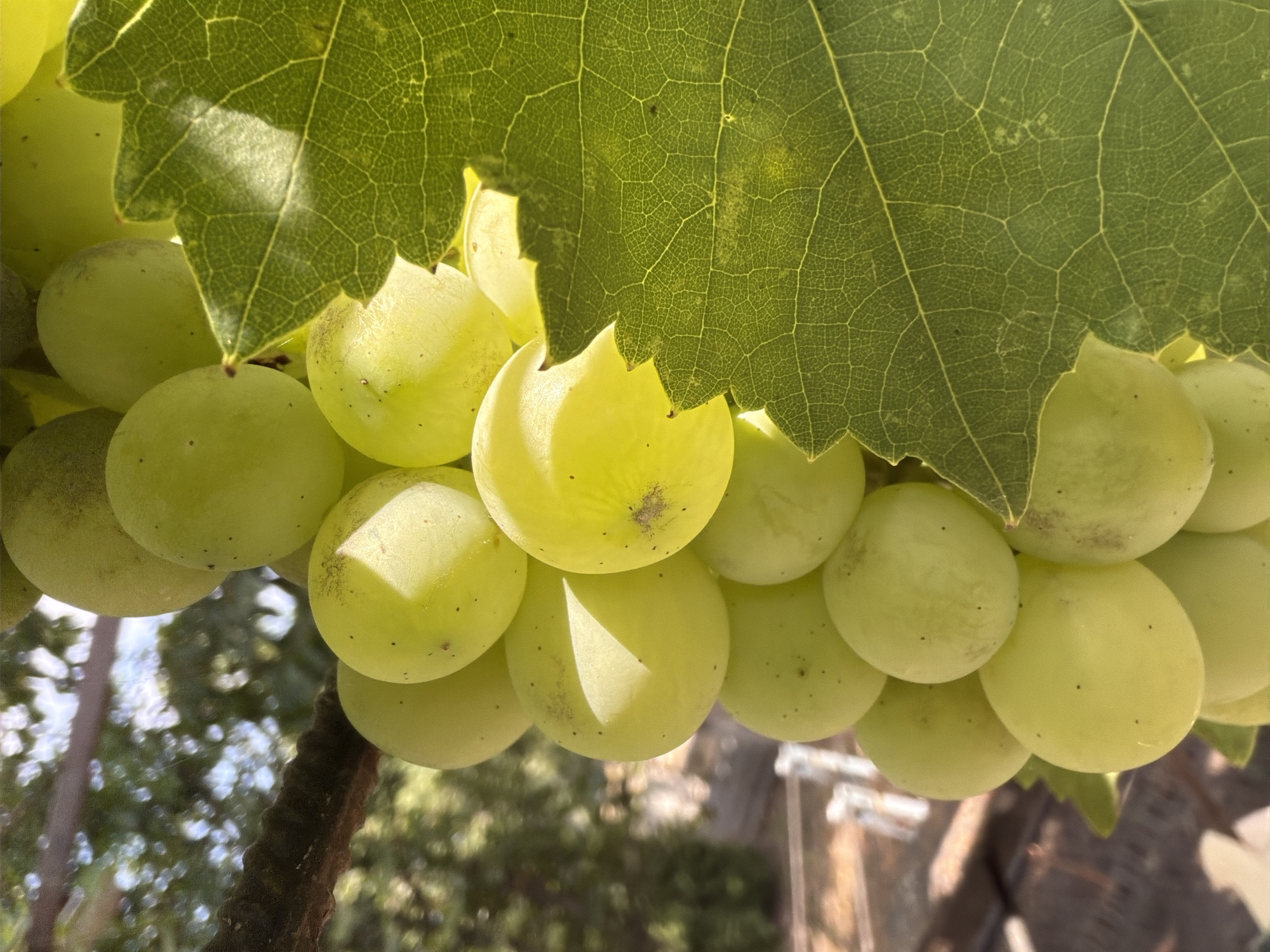 This is a close-up, vertical, outdoor, natural light photograph of a bunch of pale green grapes hanging from a vine. The grapes are round and plump, with a waxy bloom. Some grapes have small, dark specks on their surface. A large, green grape leaf with visible veins partially obscures the grapes on the right side of the frame. The background is out of focus, showing a blurred image of tree branches and foliage, suggesting an agricultural or natural setting. The overall impression is one of freshness and ripeness. The location is identified as Oxentea, Moldova.