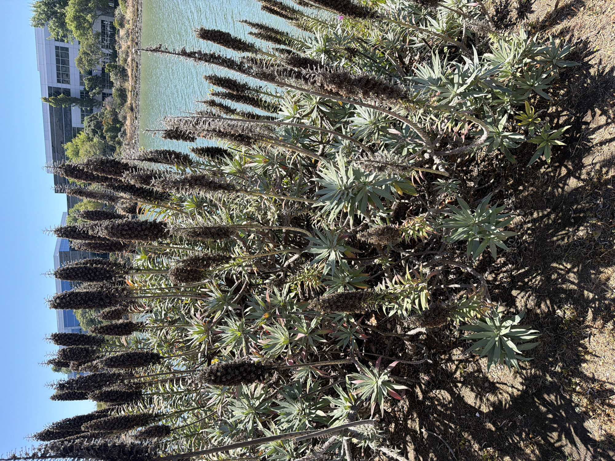 The image displays a close-up view of a plant with tall, dark, dried flower stalks and fleshy, lance-shaped green leaves. The plant is positioned in the foreground, casting shadows on the dry, brown ground beneath it. In the background, a body of calm, greenish water is visible, reflecting the light. Beyond the water, a modern, multi-story building with a glass facade and a white exterior stands, partially obscured by trees. The sky is a clear, bright blue. The scene suggests an outdoor setting on a sunny day, possibly near a body of water adjacent to an urban or commercial area. The orientation of the image is portrait, with the plant's stalks running vertically. There is no text visible in the image. The time of day appears to be late morning or early afternoon, given the angle of the shadows. The overall impression is one of natural growth thriving in an environment alongside human infrastructure.