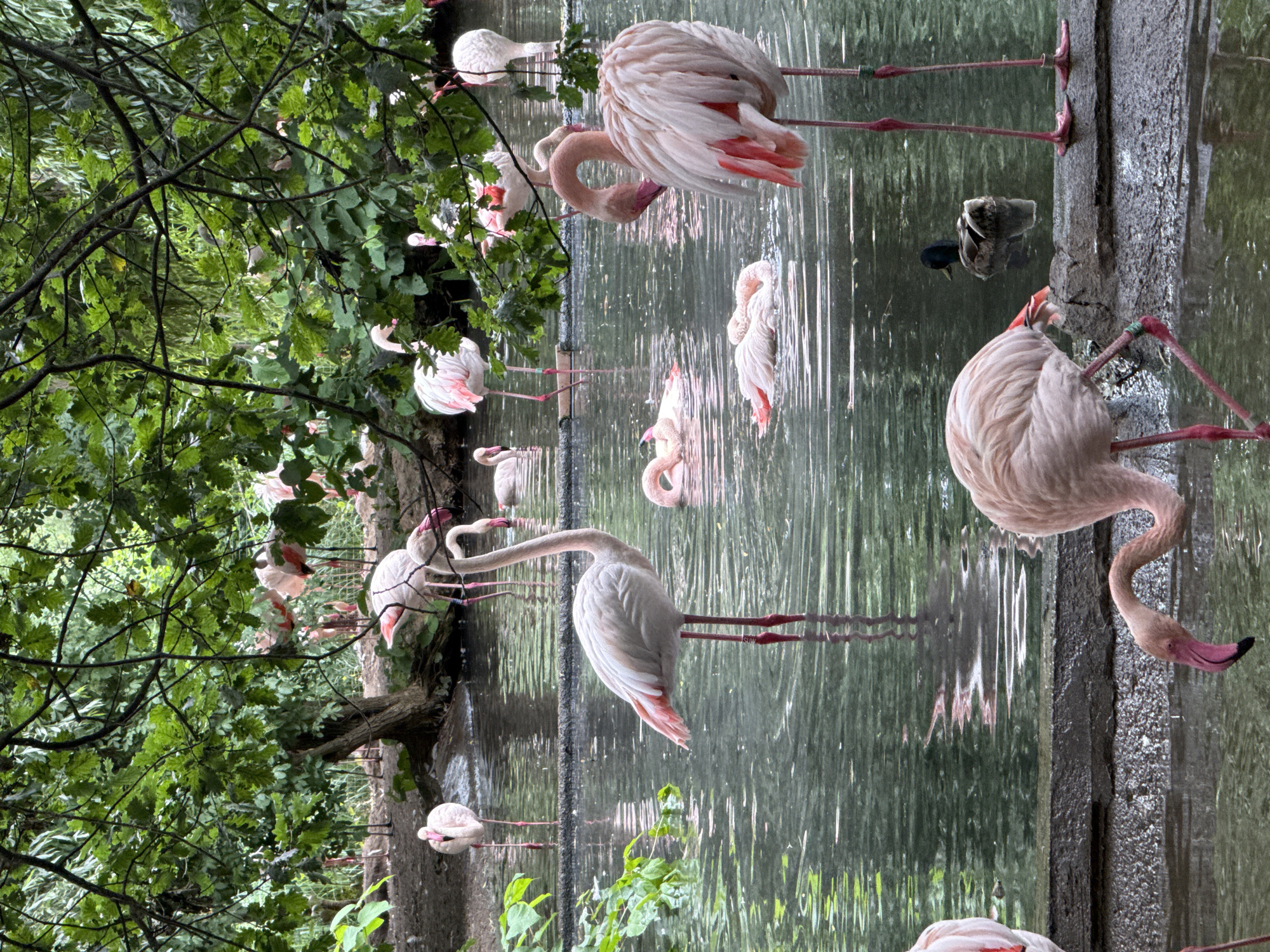 The image depicts a flock of flamingos in a shallow body of water, likely an enclosure at a zoo. The flamingos are primarily pink and white, with some exhibiting brighter pink accents on their wings. Several flamingos are standing in the water on their long, thin legs, while others are partially submerged or resting. One flamingo in the foreground is bending its neck to drink or feed. In the background, more flamingos are visible, along with lush green foliage and trees overhead, suggesting a naturalistic habitat. A single duck is also present in the water, swimming amongst the flamingos. The water appears murky with reflections of the surrounding trees and sky. The ground surrounding the water is a mix of dirt and rough stone. This scene is consistent with an exhibit found in the Prague Zoo in Prague, Czechia.