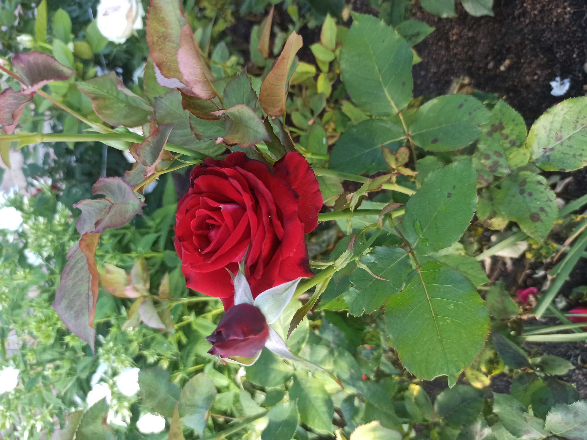 A close-up, eye-level shot captures a vibrant red rose in bloom, accompanied by a deep red rosebud, set against a backdrop of lush green foliage and dark soil. The rose, with its velvety petals, is the central focus, its rich color a stark contrast to the surrounding greenery. The rosebud, tightly furled, hints at future beauty. The leaves exhibit a healthy green hue, though some show subtle signs of browning and spotting, suggesting natural aging or minor environmental effects. The soil below appears rich and dark, providing a fertile base for the plants. In the background, blurred white blossoms and more green leaves create a soft, natural setting. There are no people or animals visible in the image, and no specific urban landmarks identify the location within Irbit, Russia. The scene is static and peaceful, depicting a natural, garden environment.