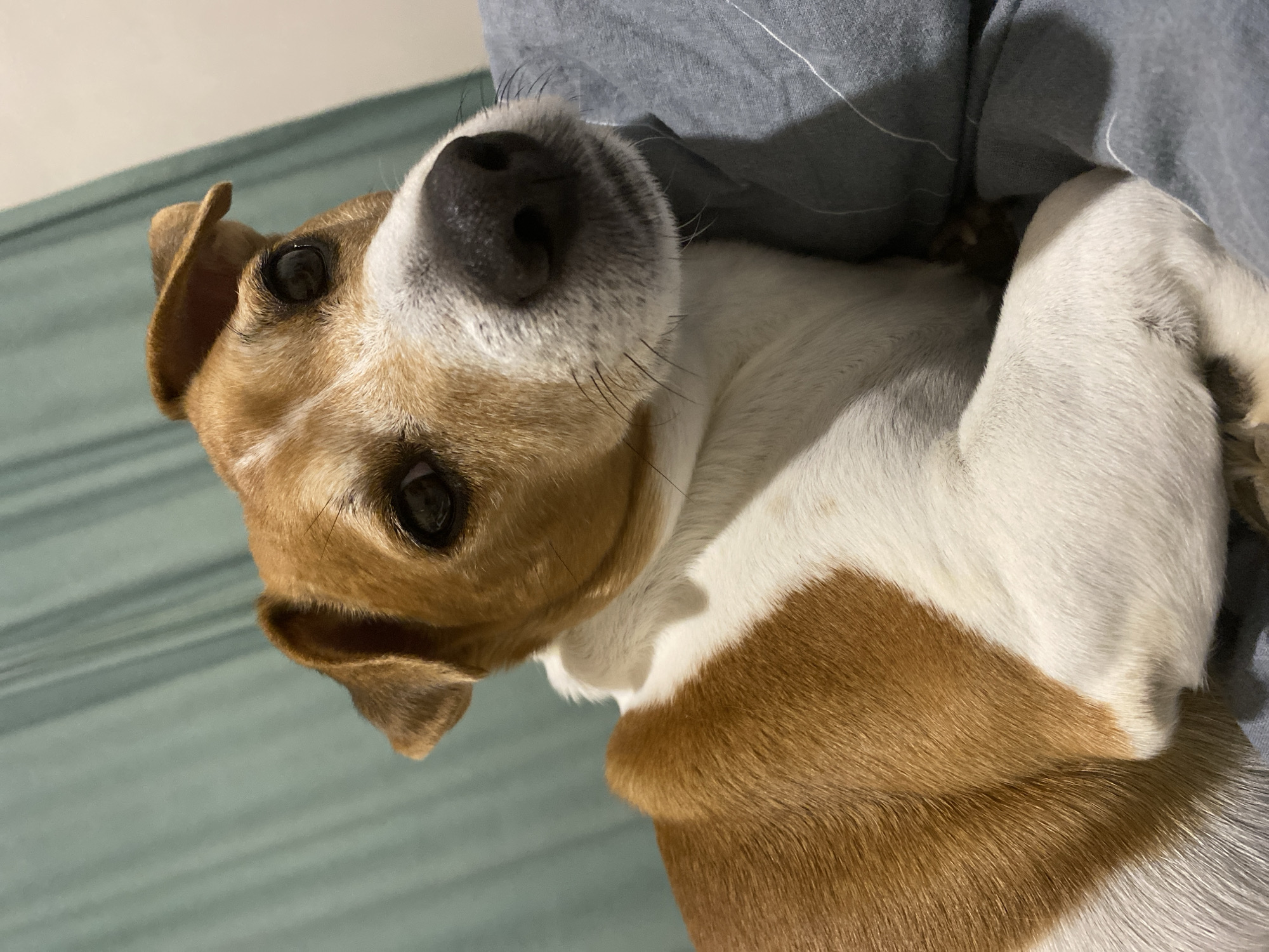 A close-up photograph shows a brown and white dog, possibly a Jack Russell Terrier mix, laying on a bed. The dog's face, with its large black nose and dark eyes, is the primary focus. The background consists of gray bedding. The location in the city of Chaikovsky, Russia, is not ascertainable from the image.