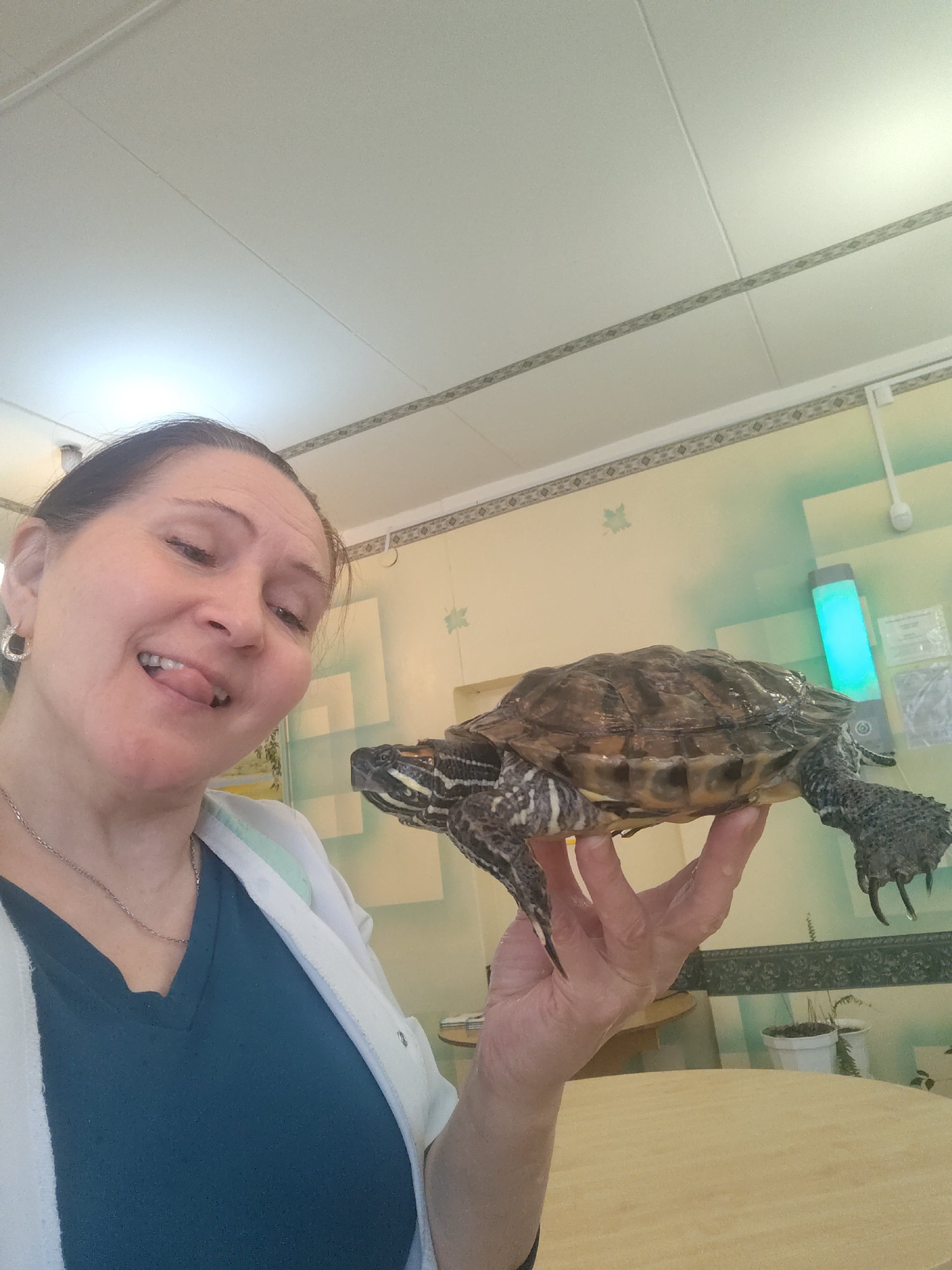 A woman is playfully holding a large turtle in her right hand, extending it towards the camera. She is smiling broadly and sticking her tongue out, looking directly at the viewer with a cheerful expression. The woman has dark hair pulled back and is wearing a white open jacket or cardigan over a dark teal V-neck top. She has a silver-toned hoop earring and a thin silver chain necklace.
The turtle, which appears to be a Red-eared Slider, has a dark, mottled shell and distinctive black and yellow striped markings on its head and legs. Its long claws are visible as it is held.
The scene takes place indoors. The background features a light yellow wall adorned with a faint, repeating pattern, possibly from wallpaper or a stencil, and a decorative border strip runs along the top of the wall. A vertical light fixture on the right side of the wall emits a bright blue-green glow. Below the turtle, a light-colored wooden table or countertop is visible, and in the deeper background, a couple of potted plants in white containers can be seen. The ceiling is light-colored with visible seams, indicative of ceiling tiles. The overall lighting suggests a daytime setting. No discernible text is visible within the image.
