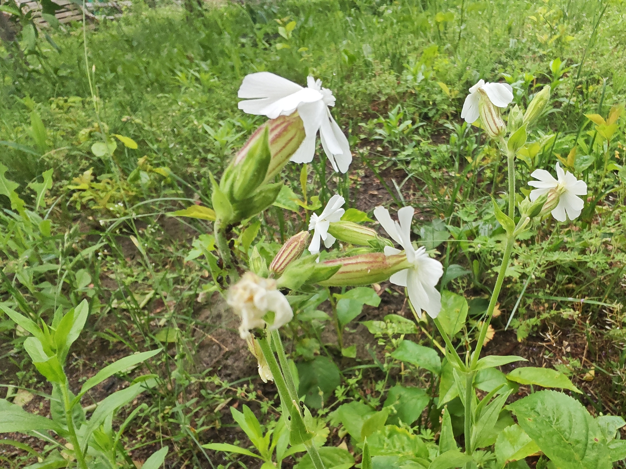 The image shows a cluster of white flowers with notched petals and green sepals, growing in a patch of grass and weeds. The flowers are on tall, thin stems. One flower in the foreground appears to be wilting, with dark specks on its stem, possibly small insects. The background is a blur of green foliage. The overall scene suggests an outdoor, natural environment, likely a field or garden in the Чонкаўскі сельскі Савет, Belarus.