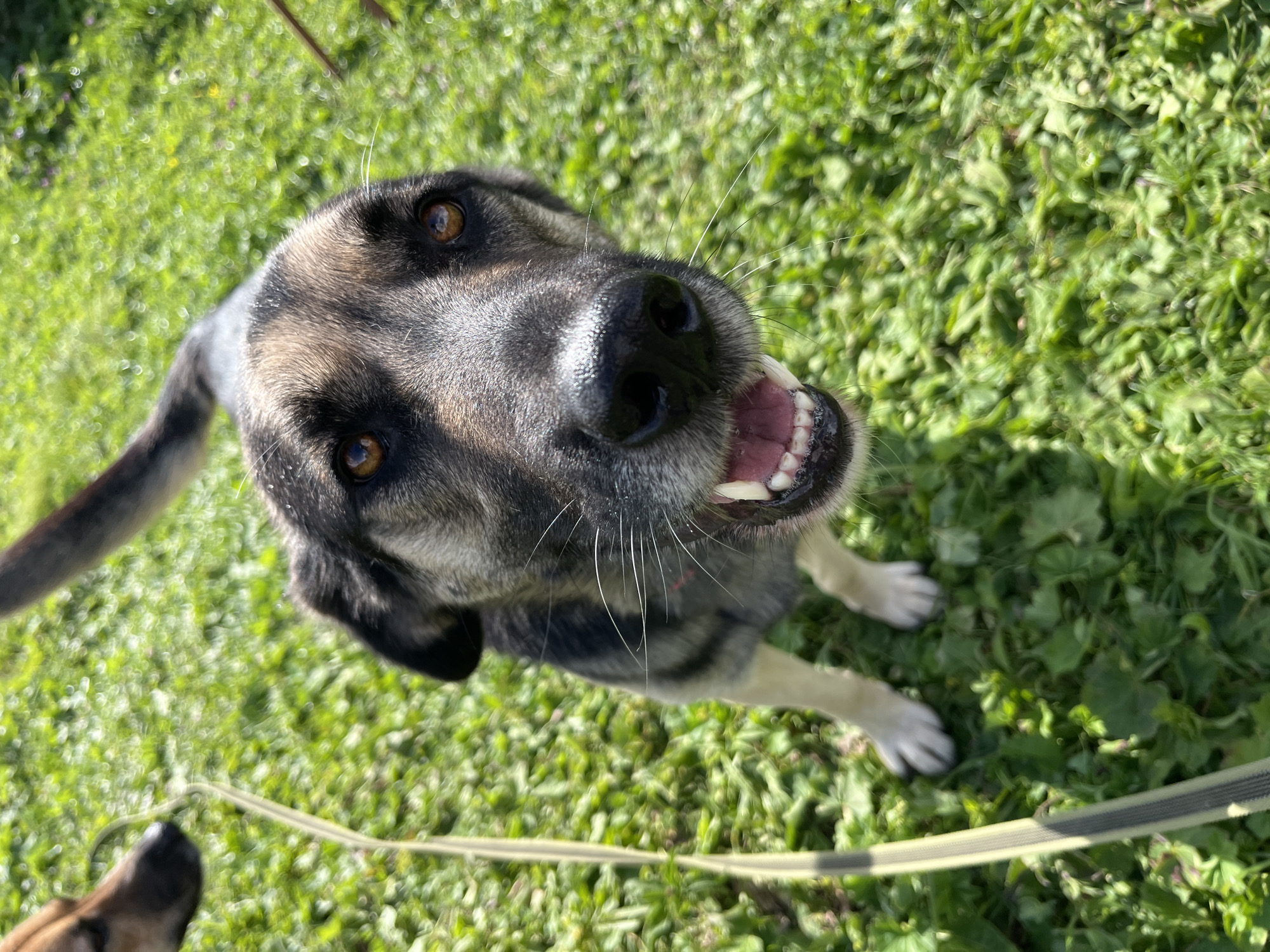 A German Shepherd dog is shown from a close-up perspective, looking directly at the camera with its mouth open and tongue visible. The dog has brown eyes, black and tan fur, and white paws. It is standing on green grass with some wildflowers visible. A yellow and black leash is visible on the left side of the image. In the upper left corner, a small portion of another dog's face, with brown fur, is visible. The image appears to have been taken outdoors on a sunny day, with dappled sunlight. There is no visible indication of the city of Nizhny Tagil, Russia.