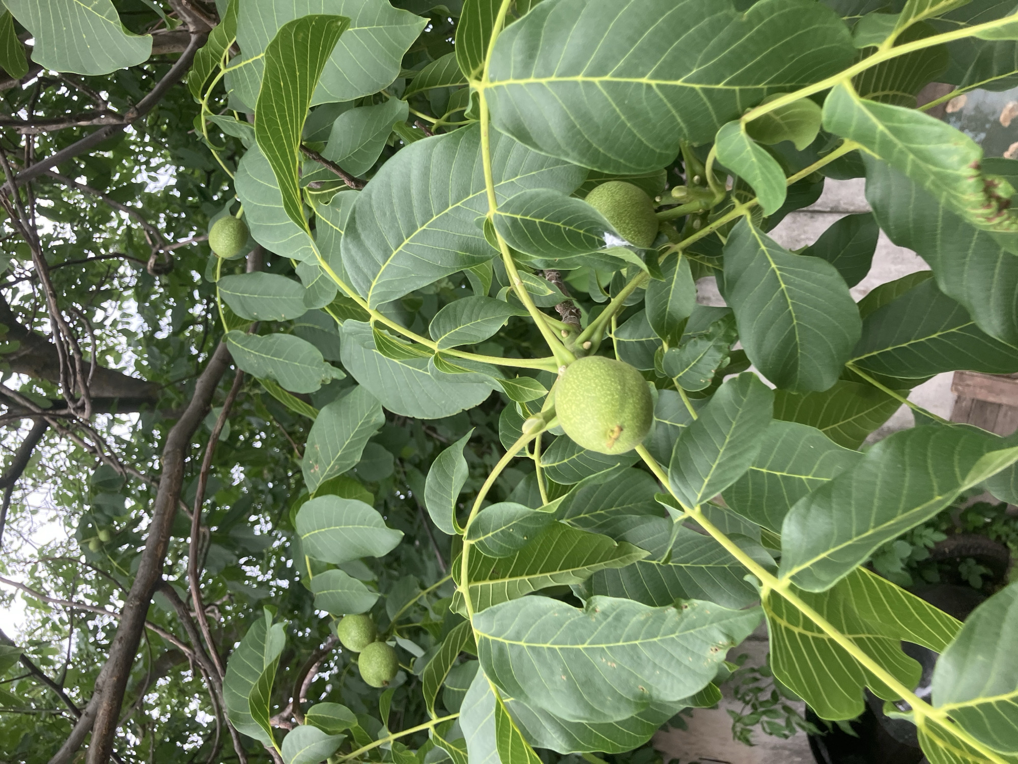 An exterior, eye-level, medium shot captures a walnut tree with unripe green walnuts and lush green leaves. The walnuts are round and green, some clustered together, others hanging individually from branches. The leaves are large, ovate, and veined, with a vibrant green hue. The branches are brown and appear woody. In the background, out of focus, are glimpses of a fence, some greenery, and possibly a wall. The overall impression is one of a healthy, fruiting tree in a natural setting, likely in Vovkivka, Ukraine.