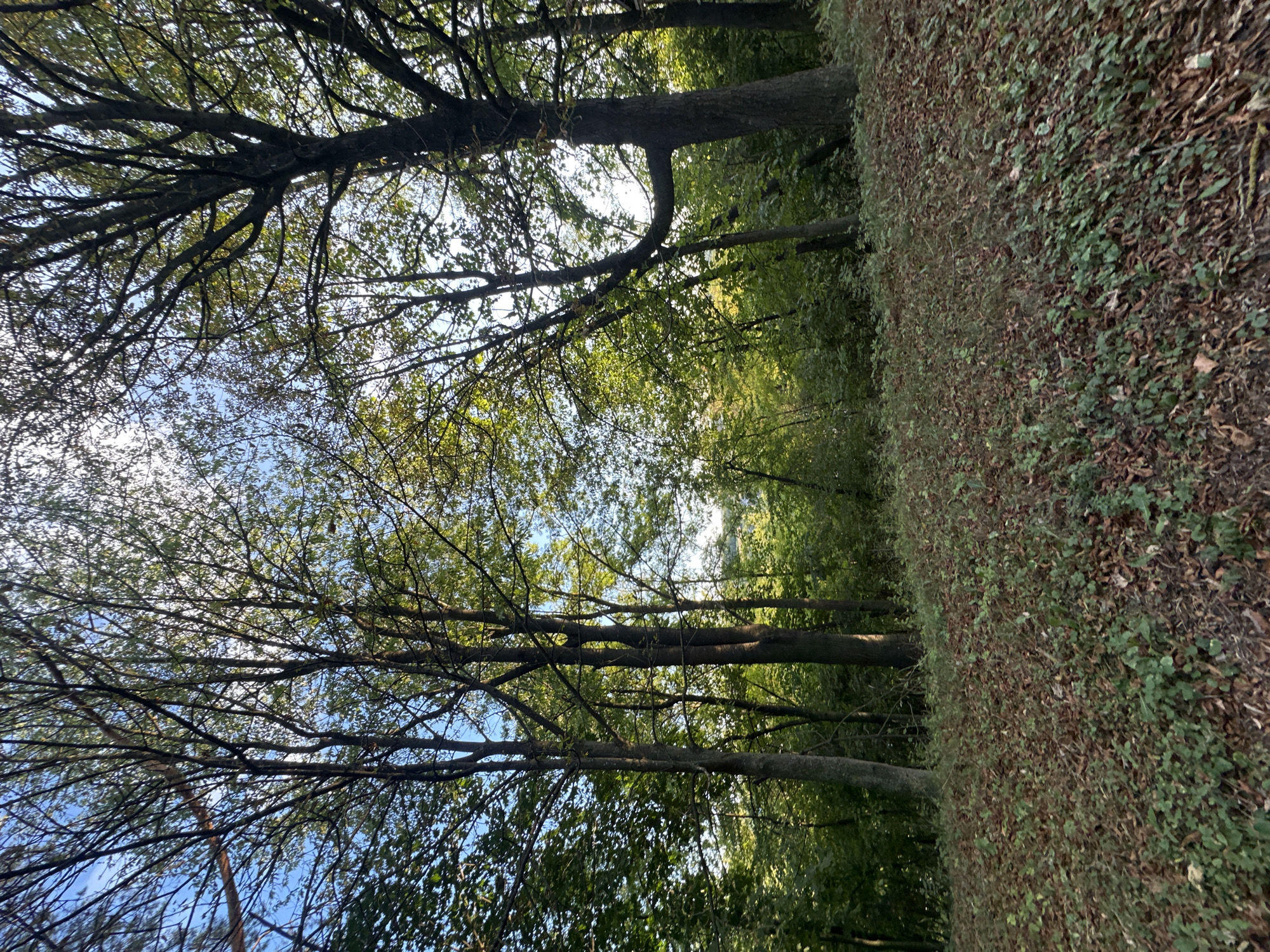 The image depicts a woodland scene with a dirt path covered in fallen leaves and green undergrowth. Tall trees with visible branches and foliage dominate the landscape, with sunlight filtering through the canopy. The sky above is a clear blue, suggesting a daytime setting. The location is identified as Makiv, Ukraine. There are no people or animals visible in the image. The environment appears natural and undeveloped.