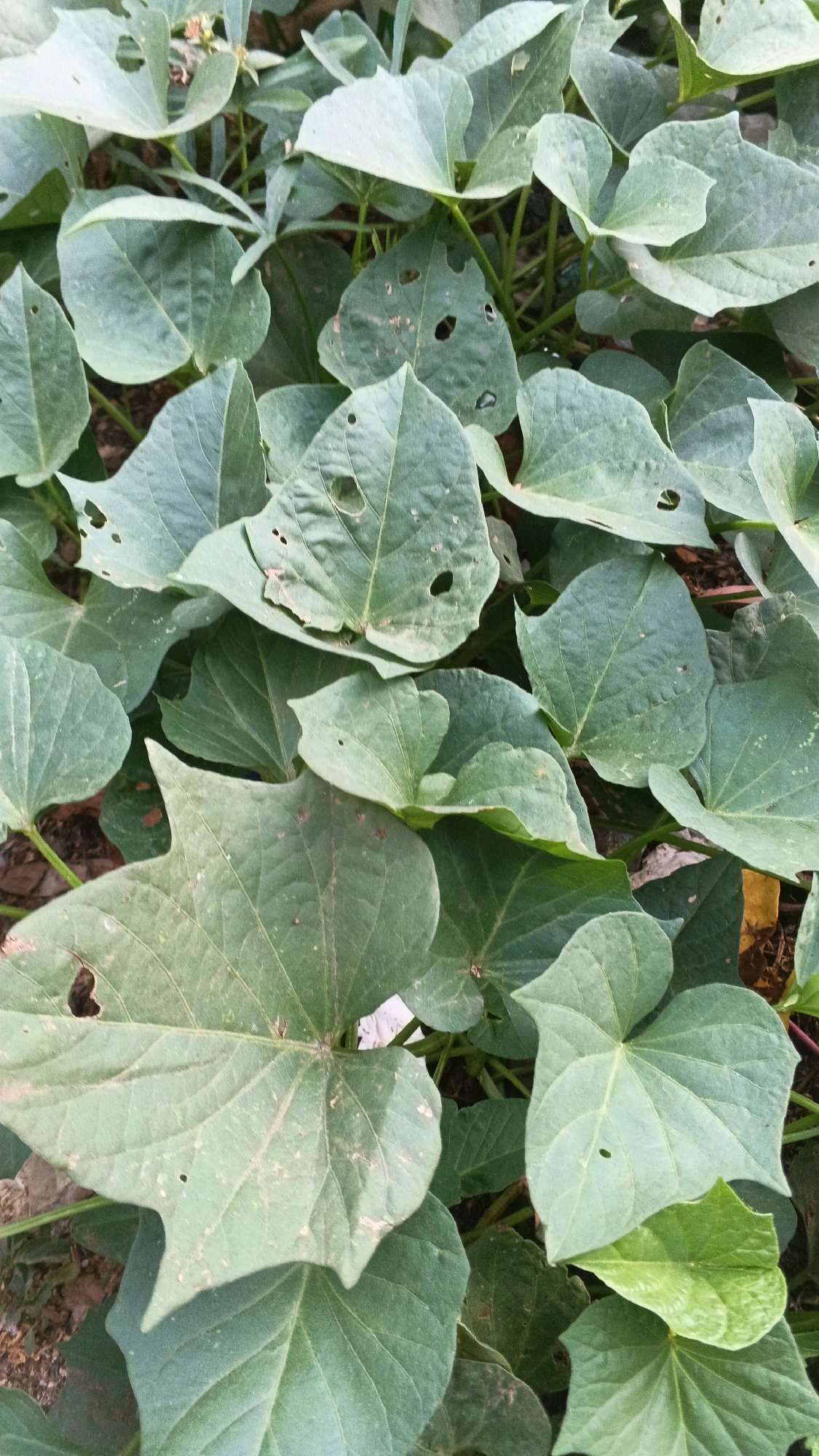 This is a close-up, top-down, eye-level shot of sweet potato plants with large, heart-shaped, green leaves. Some of the leaves have small holes and blemishes. The plants are growing densely in a cultivated area, possibly a garden or farm, with visible soil and plant stems. The lighting is natural and diffused, suggesting an outdoor setting in Karangjati, Indonesia, during daylight hours. There are no people or animals in the frame.