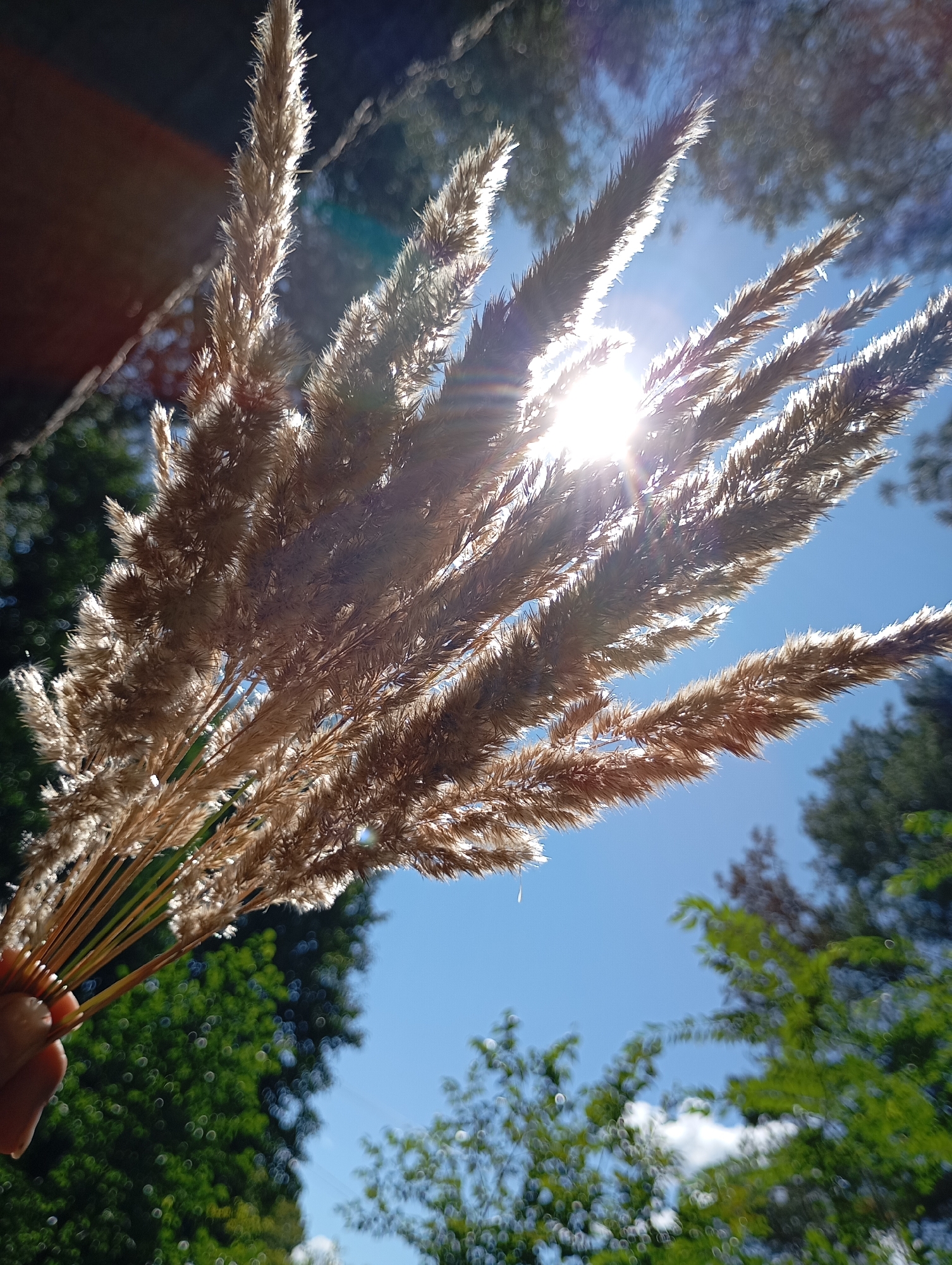 A close-up shot captures a bouquet of dried ornamental grass plumes held in a person's hand, illuminated by the bright midday sun which creates a lens flare. The background is a clear blue sky with the out-of-focus green foliage of trees visible, suggesting an outdoor setting. The image was taken in Chaikovsky, Russia.