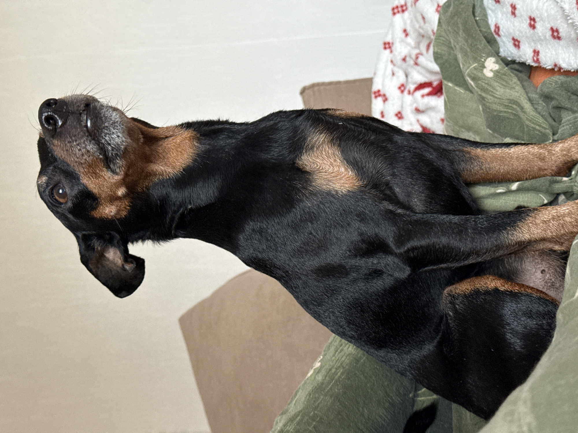 A medium shot depicts a black and brown Dachshund dog lying on a bed. The dog's head is tilted upwards, revealing its brown muzzle, eyes, and a small open mouth. The body is stretched out on the bed, resting on a green blanket. The background includes a beige headboard and a white blanket with red patterns. The location or city is not discernible from the image.