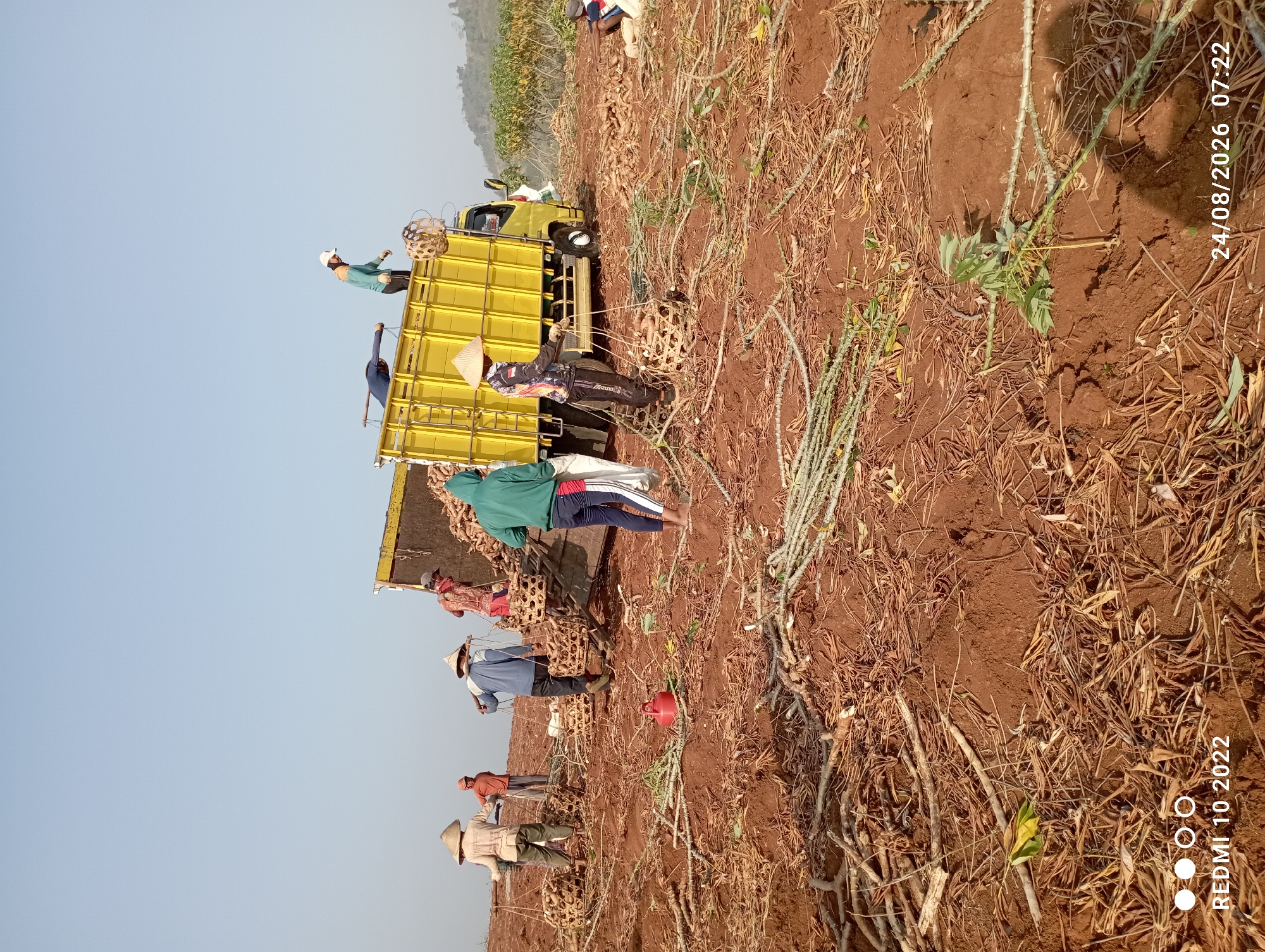 In Gandik, Indonesia, a group of individuals are engaged in harvesting cassava. The scene depicts a dusty, reddish-brown field covered with harvested cassava roots and plant debris. Several people are actively working, some carrying woven baskets filled with cassava, others loading them into a yellow truck. One individual, wearing a green hooded sweatshirt and blue pants, is standing near the truck, possibly overseeing the loading. Another person, in a patterned shirt and dark pants, is also near the truck, holding a basket. The sky is clear and blue, indicating a sunny day. The landscape in the background suggests a rural, hilly area with some vegetation. A red watering can is visible on the ground amidst the debris. The date "24/08/2026 07:22" and the text "REDMI 10 2022" are watermarked on the image.