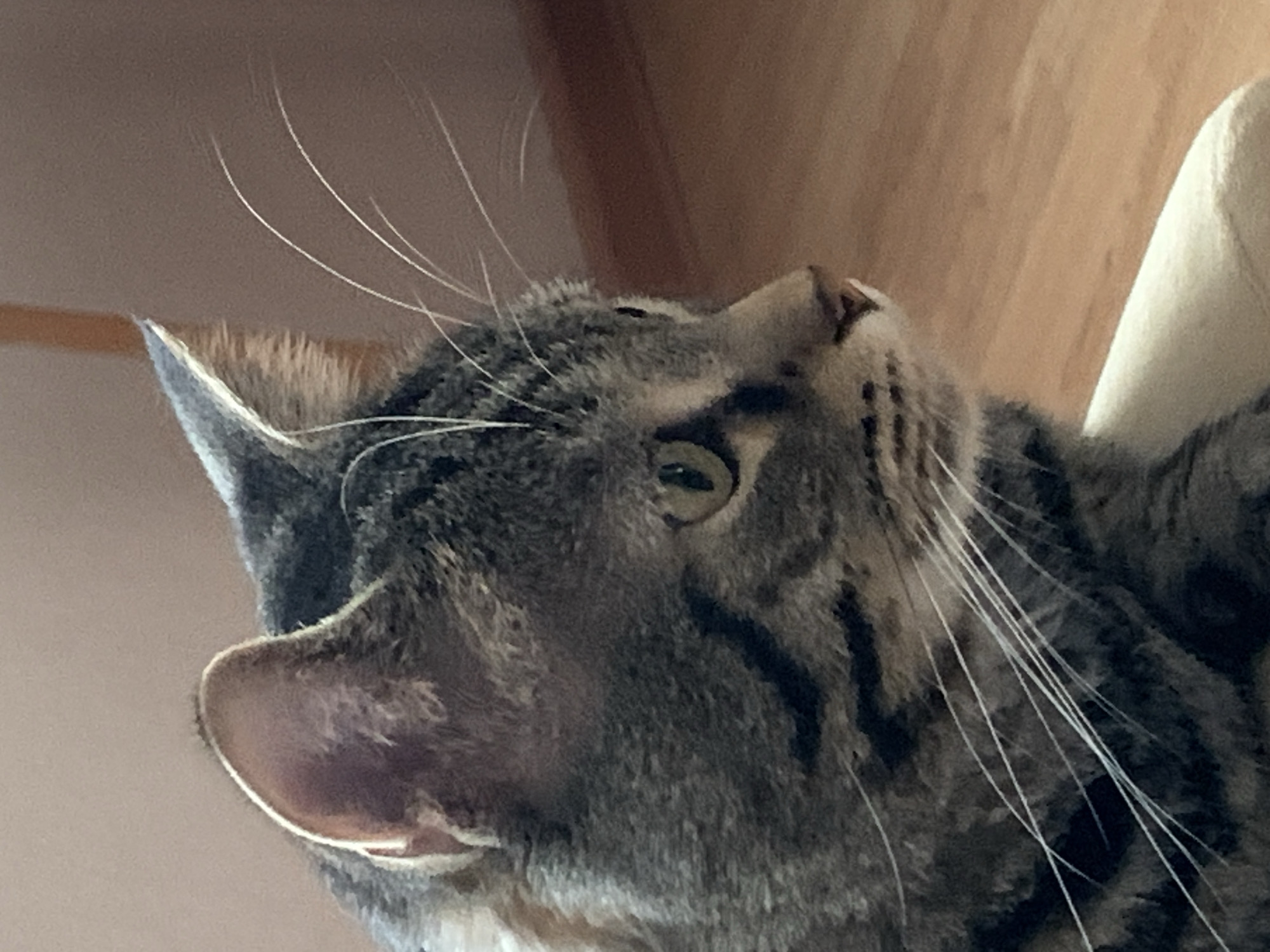 A close-up shot of a tabby cat looking upwards, with one ear visible on the left side of the frame and a portion of its striped fur filling the right side. The cat's eye is partially visible. The cat's whiskers are prominent, and a blurred background suggests an indoor environment. No people are visible. The location is unspecified.