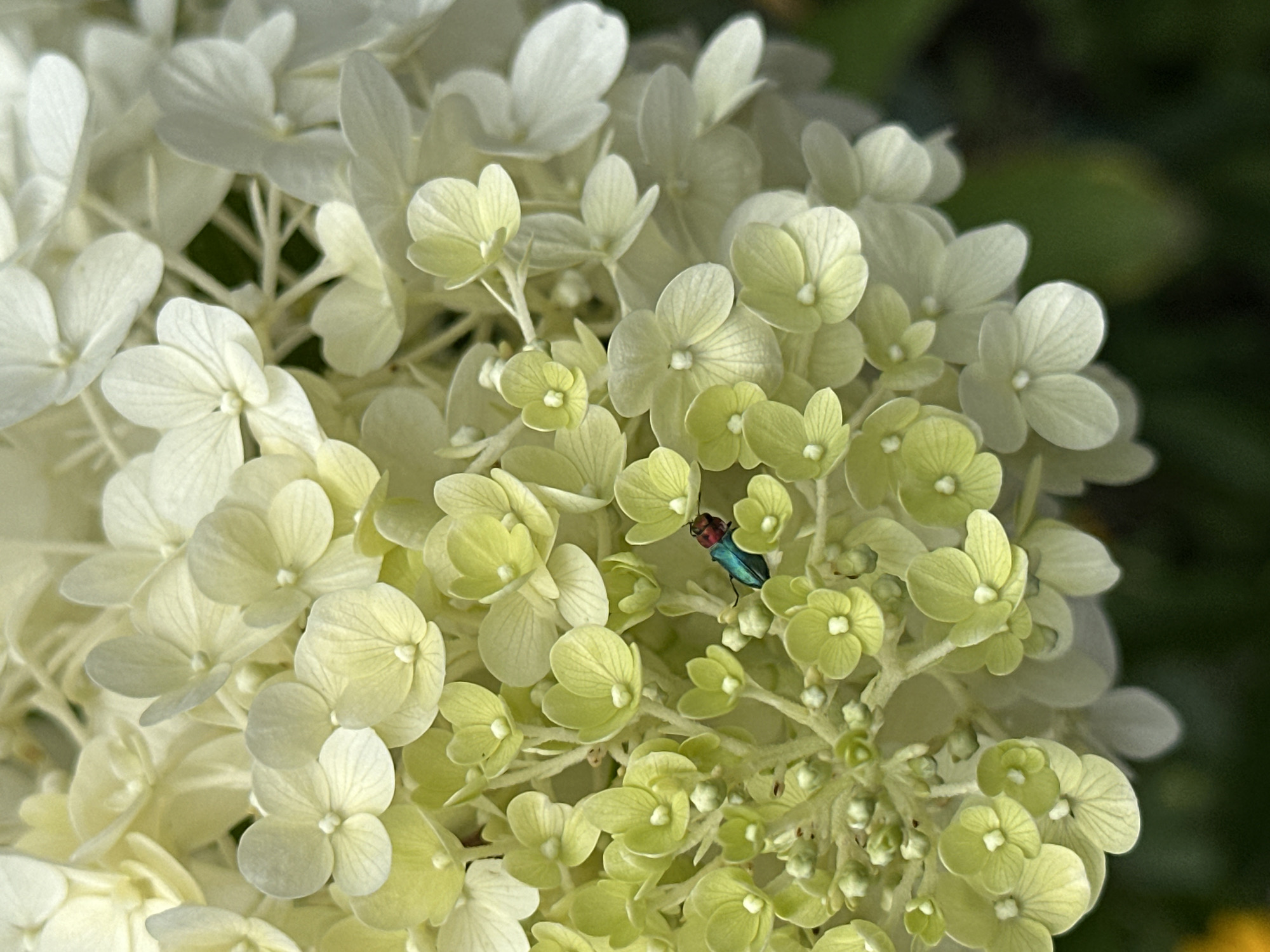 The image is a close-up, vertical shot of a cluster of white and pale green hydrangeas. The flowers are small and delicate, with multiple petals. In the lower center of the frame, a small, iridescent insect, appearing to be a metallic beetle with blue and red coloring, is perched on one of the pale green flower petals. The background is softly blurred green foliage, suggesting an outdoor setting. The scene appears to be in a garden or park. There is no identifiable information suggesting the location is Yessentuki, Russia.