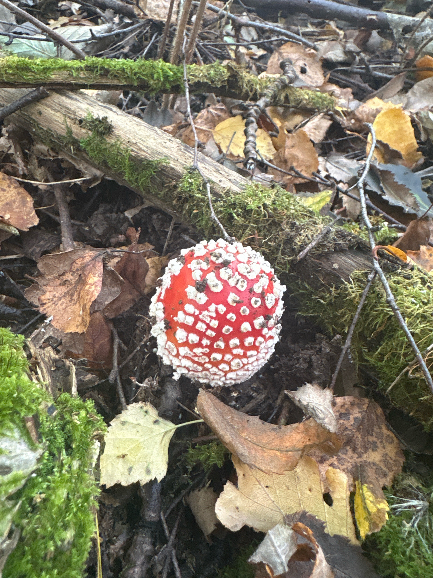 A single, bright red mushroom with white spots, identified as an Amanita muscaria, is the central subject of the image. It is partially obscured by fallen leaves in various shades of brown and yellow. The mushroom is situated on a forest floor covered in leaf litter, moss, and twigs. The surrounding environment appears to be a woodland area, likely in or near the village of Protasovo, Russia, given the context provided. The lighting suggests an overcast or shaded condition, characteristic of a forest. There are no people or animals visible in the frame.