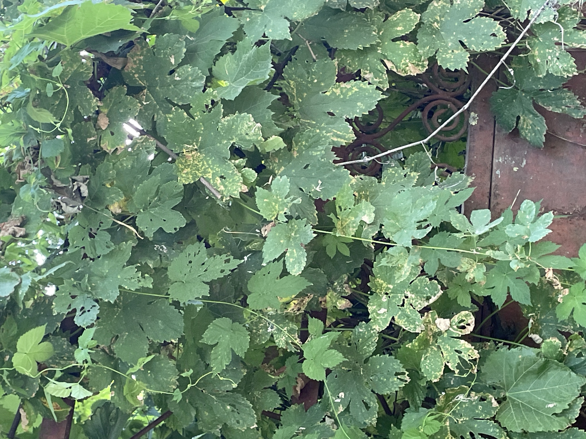 The image shows a dense, overgrown vine with large, lobed green leaves, many of which have yellow or brown splotches and holes, indicating possible disease or insect damage. The vine is intertwined with a rusty, ornate metal fence or gate, parts of which are visible through the foliage. The background is a blur of green leaves and some darker areas. The overall impression is one of a neglected, naturalistic setting, possibly a garden or an abandoned area. The location is identified as Bârnova, Romania. There are no people or animals visible in the image. The scene is static and depicts a natural environment.