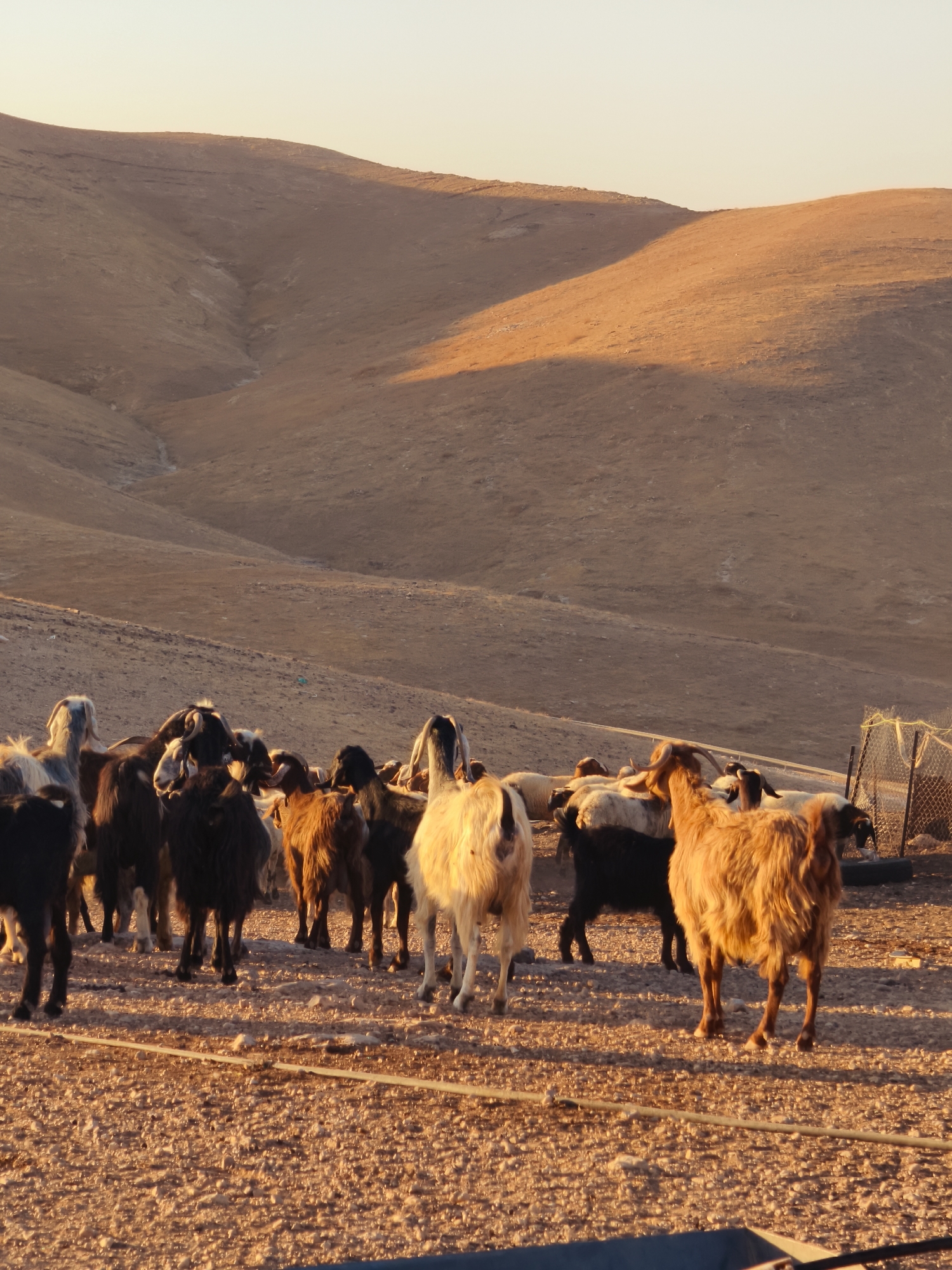 A herd of goats stands on a gravelly surface in front of undulating, barren hills. The sun is low in the sky, casting long shadows and illuminating the scene with a warm, golden light. The goats are of various colors, including white, black, brown, and a reddish-brown. Some have horns. A wire fence and a black object are visible in the background on the right. The terrain is dry and appears arid. The location is specified as Keidar, Palestinian Territories.