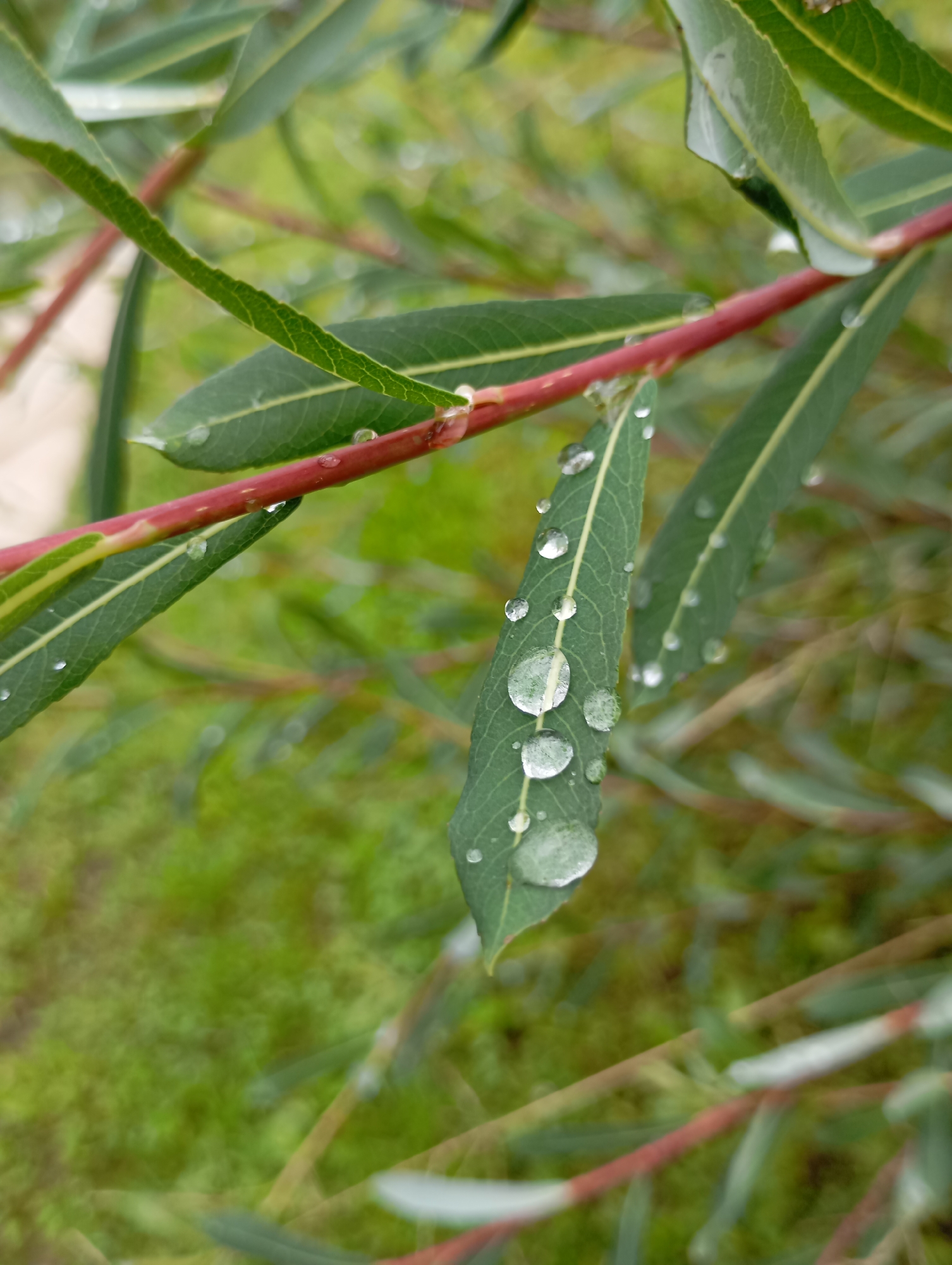This is a close-up, eye-level, outdoor shot of a branch of a tree with red stems and long, narrow green leaves. Several leaves have clear water droplets on them, refracting light. The background is softly blurred, showing more green foliage and hints of the ground, suggesting a natural environment. The scene is devoid of any human presence or activity and does not provide information about the city of Malyi Bukor, Russia.