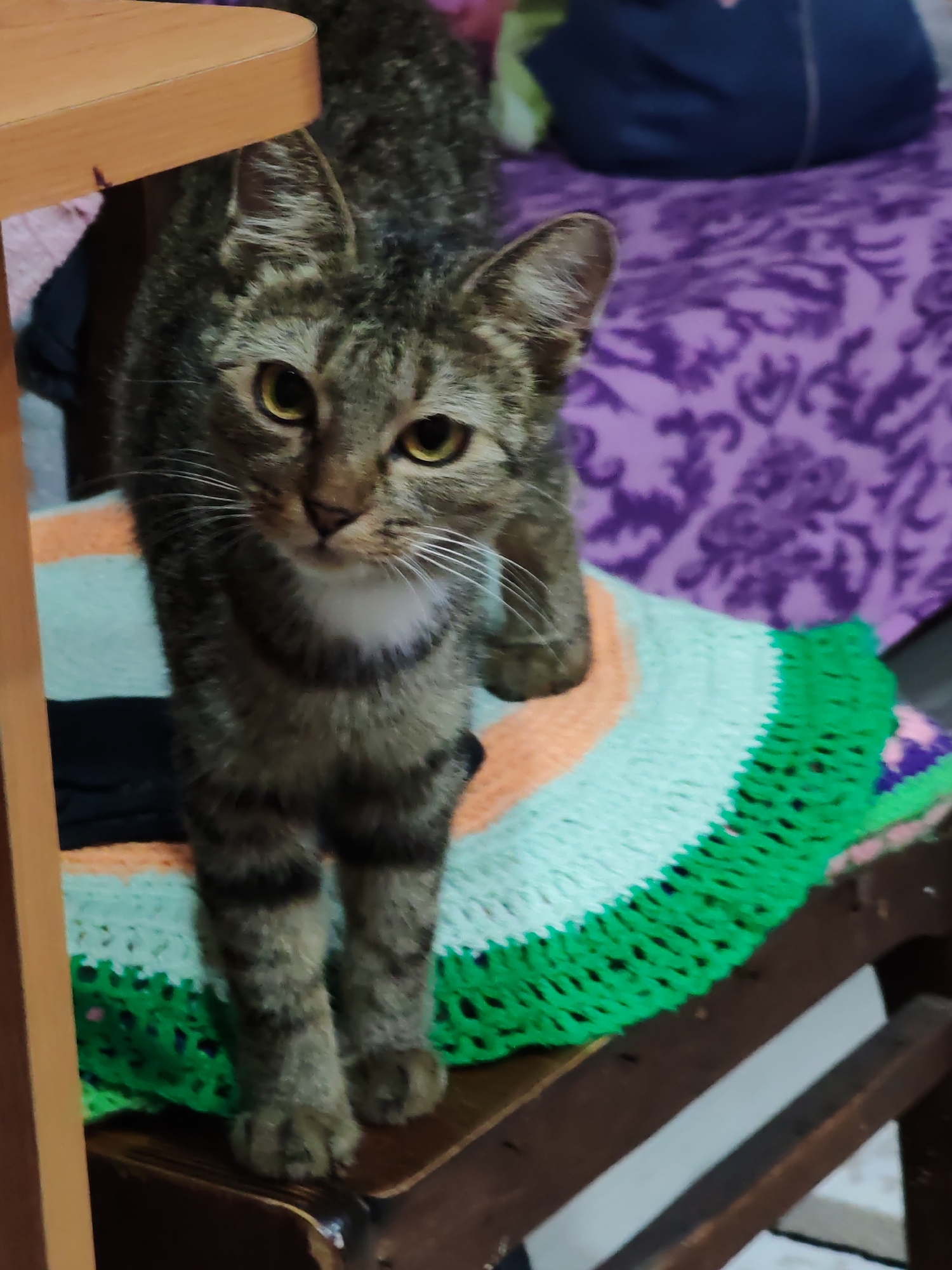 A tabby cat stands on a wooden surface covered by a crocheted blanket of green, aqua, and orange stripes. The cat's fur is a mix of gray, brown, and black stripes. Its eyes are yellow, and it has white whiskers. Behind the cat, a purple patterned fabric is visible, possibly a bedspread. The scene appears to be indoors, in a residential setting. No specific location within the city of Kuyeda, Russia is discernible from the image itself.