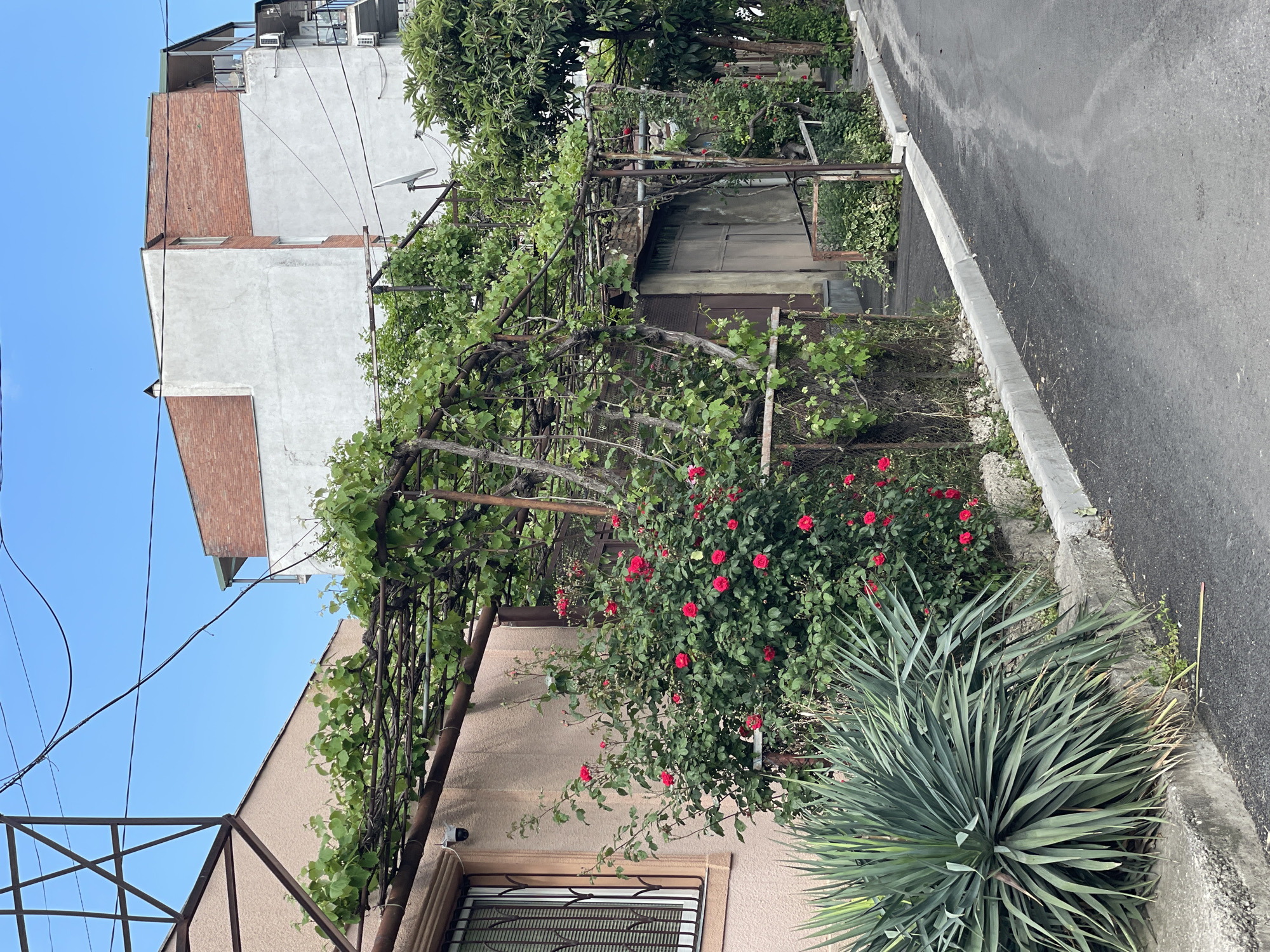The image depicts a street scene in Tbilisi, Georgia. The foreground features a tan-colored building with a window partially covered by an iron security grill. A weathered metal pergola structure covered in grapevines and red roses extends along the side of the building. Adjacent to the building, a large yucca plant grows near the curb. Beyond the pergola, a narrow asphalt street is visible. A multi-story building with a mix of white plaster and red brick facade is visible in the background, with visible utility lines above. The sky is clear and blue.