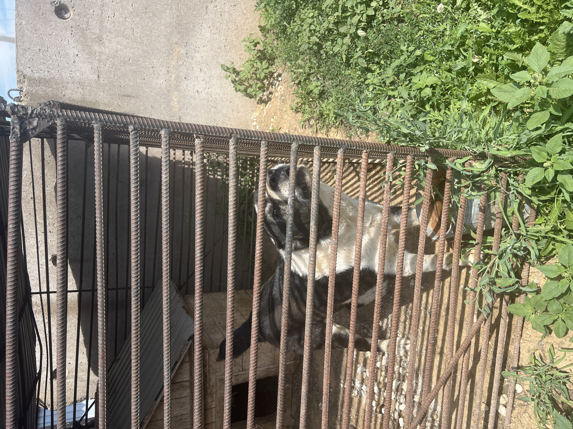 A medium-sized dog with black and white markings stands inside a cage constructed of rusty rebar. The dog is facing to the right, with its head turned to look towards the viewer. Behind the dog, a wooden dog house with a corrugated metal roof is visible. The cage is situated on a dirt and gravel ground, with some green plants growing around its exterior. In the background, a concrete wall with some graffiti or markings can be seen, along with a bright blue sky. The scene appears to be outdoors, possibly in a rural or semi-urban area.