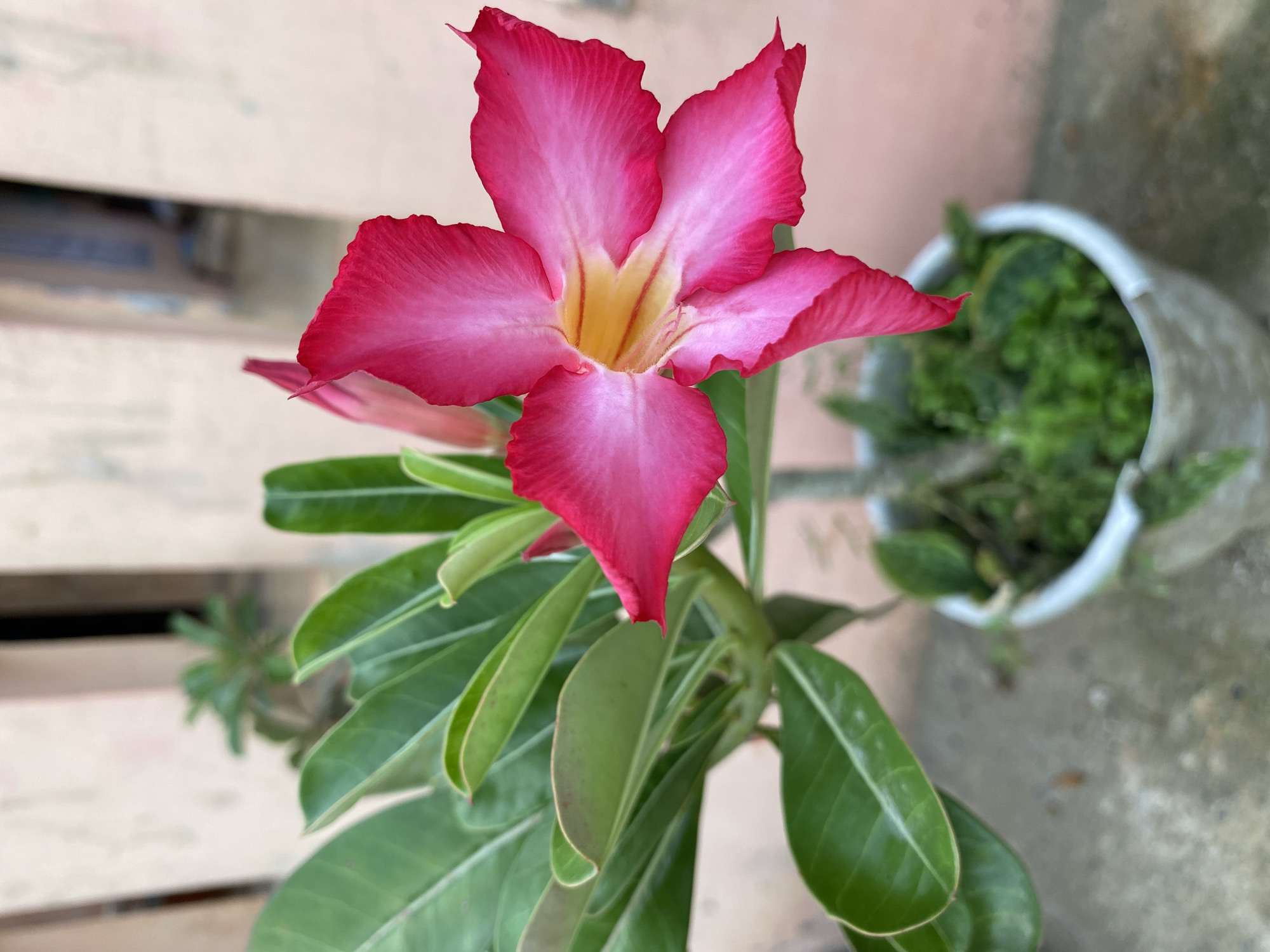 The central subject of the image is a vibrant desert rose (Adenium obesum) flower, depicted in full bloom. The flower presents five prominent petals, which are a rich, deep fuchsia pink at their ruffled edges, gradually fading to a lighter pink or almost white towards the center. The core of the flower reveals a vivid yellow-orange throat, adding a striking contrast. Green, glossy leaves with distinct lighter veins surround the base of the flower, indicating a healthy plant.
The setting appears to be outdoors. In the background to the left, a light-colored wooden fence or wall composed of horizontal slats is visible, rendered softly out of focus. To the right, another white plant pot, partially obscured and blurred, holds a dense mass of small, green foliage, possibly moss or a small fern. The ground beneath the plant pot and around the base of the main plant appears to be a concrete or paved surface.
The image captures a static moment, focusing solely on the plant's beauty; no specific human activity or event is taking place. The scene is illuminated by bright, natural daylight, suggesting it was taken during the day under clear weather conditions. There are no visible people or discernible text within the frame. This botanical snapshot portrays a serene outdoor environment, consistent with the tropical climate of Lhokseumawe, Indonesia.